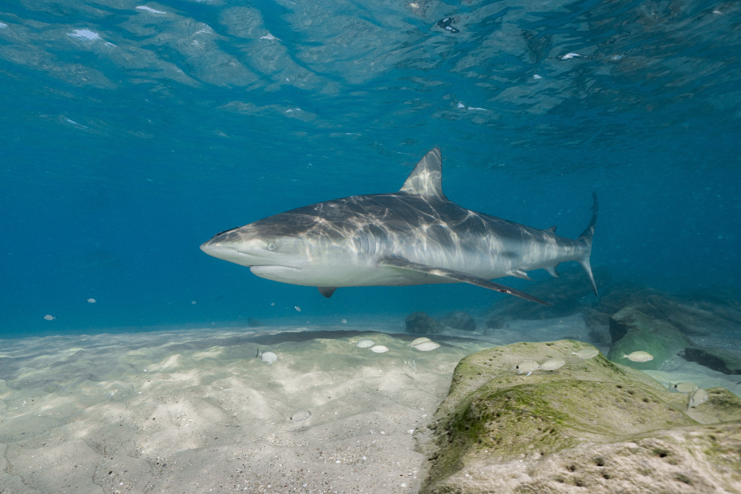 נקבת כריש עפרורי. צילום: מירון שגב, עמותת כרישים בישראל