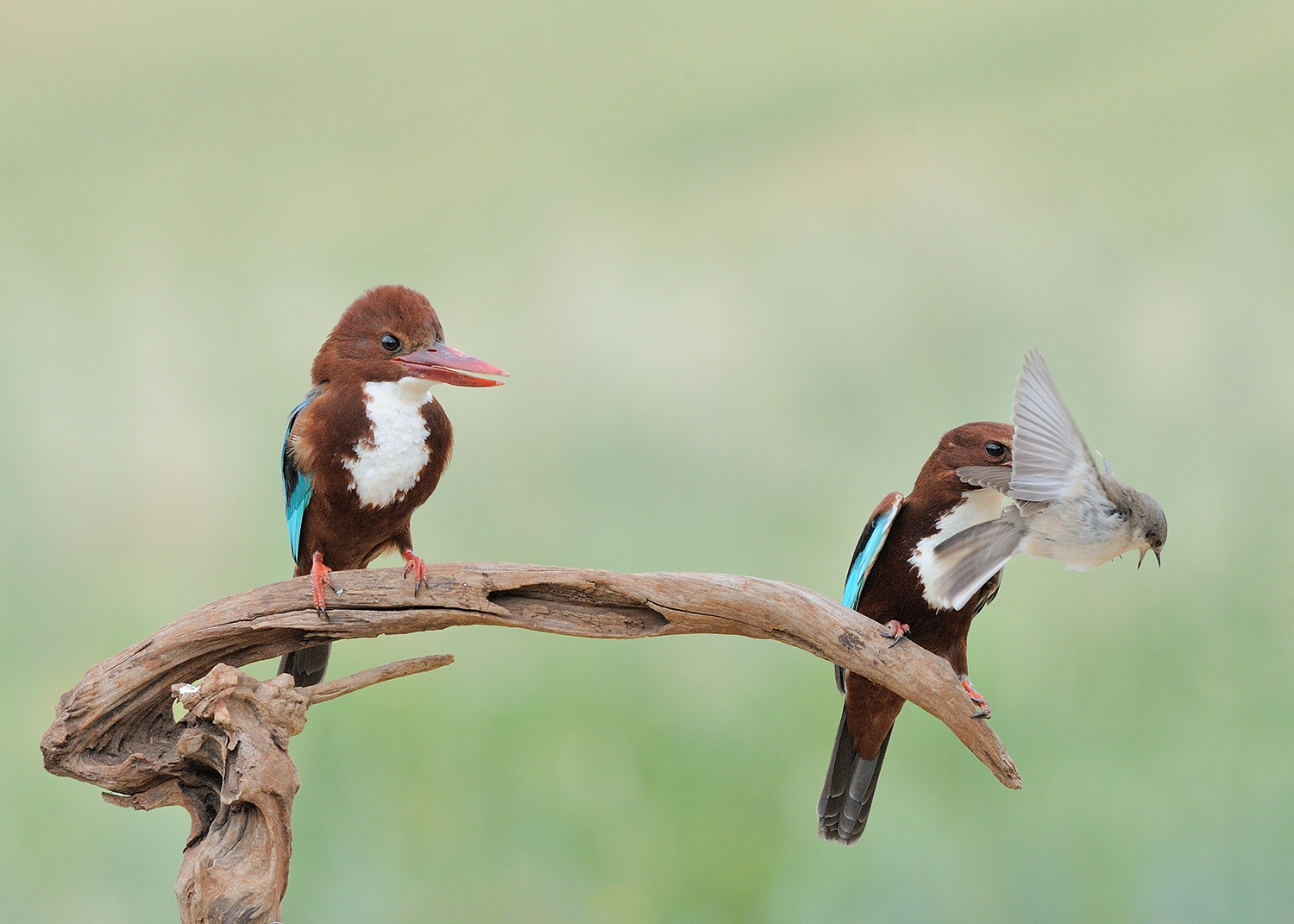 שלדג לבן חזה. צילום: שימי עיני