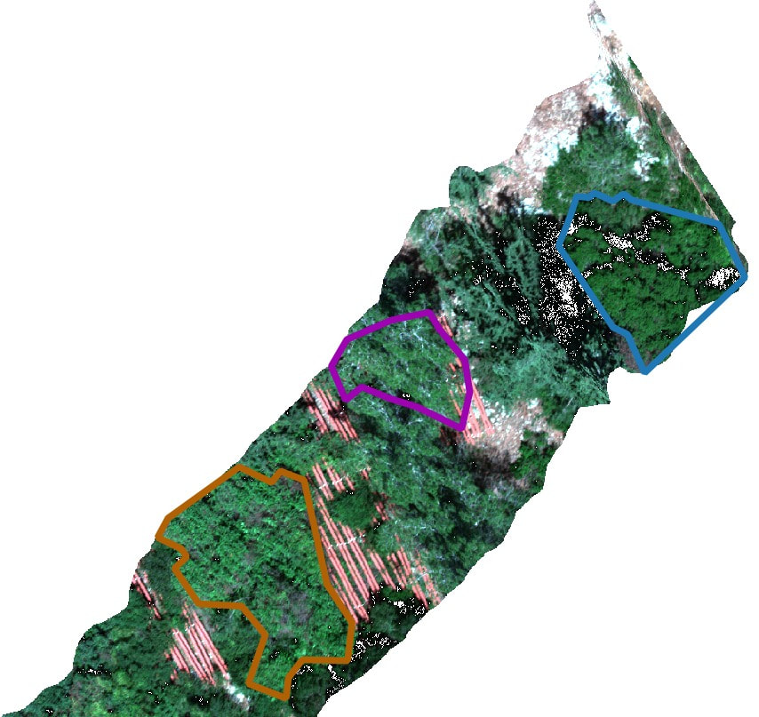 סריקת יערות. קרדיט: Google Earth