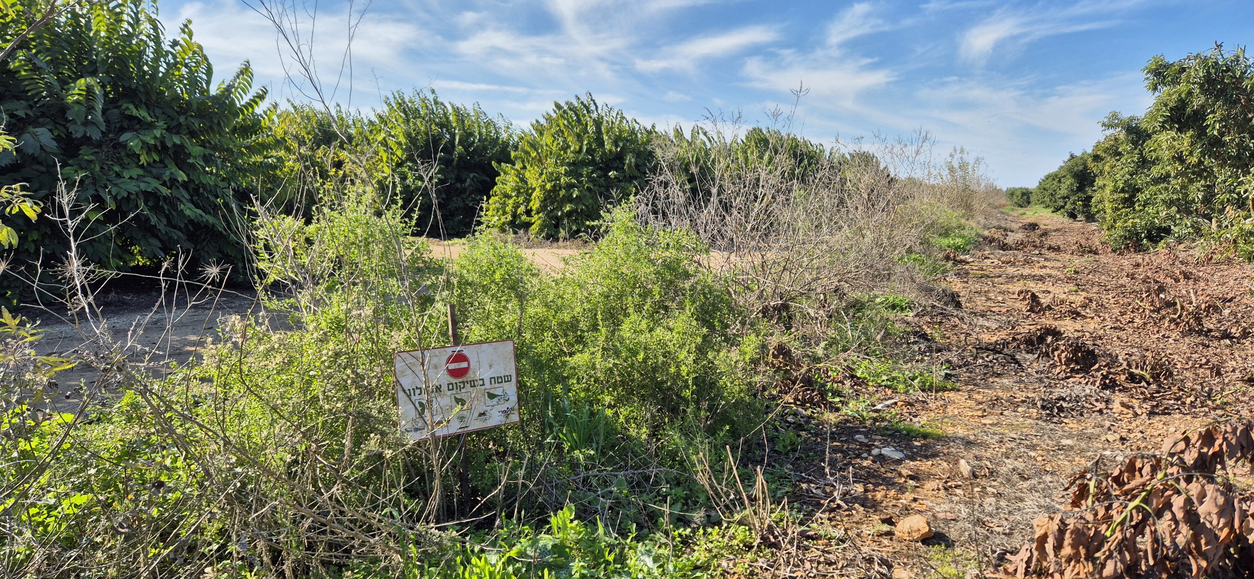 מטע אבוקדו יחיעם. צילום: יעל הרטמאיר