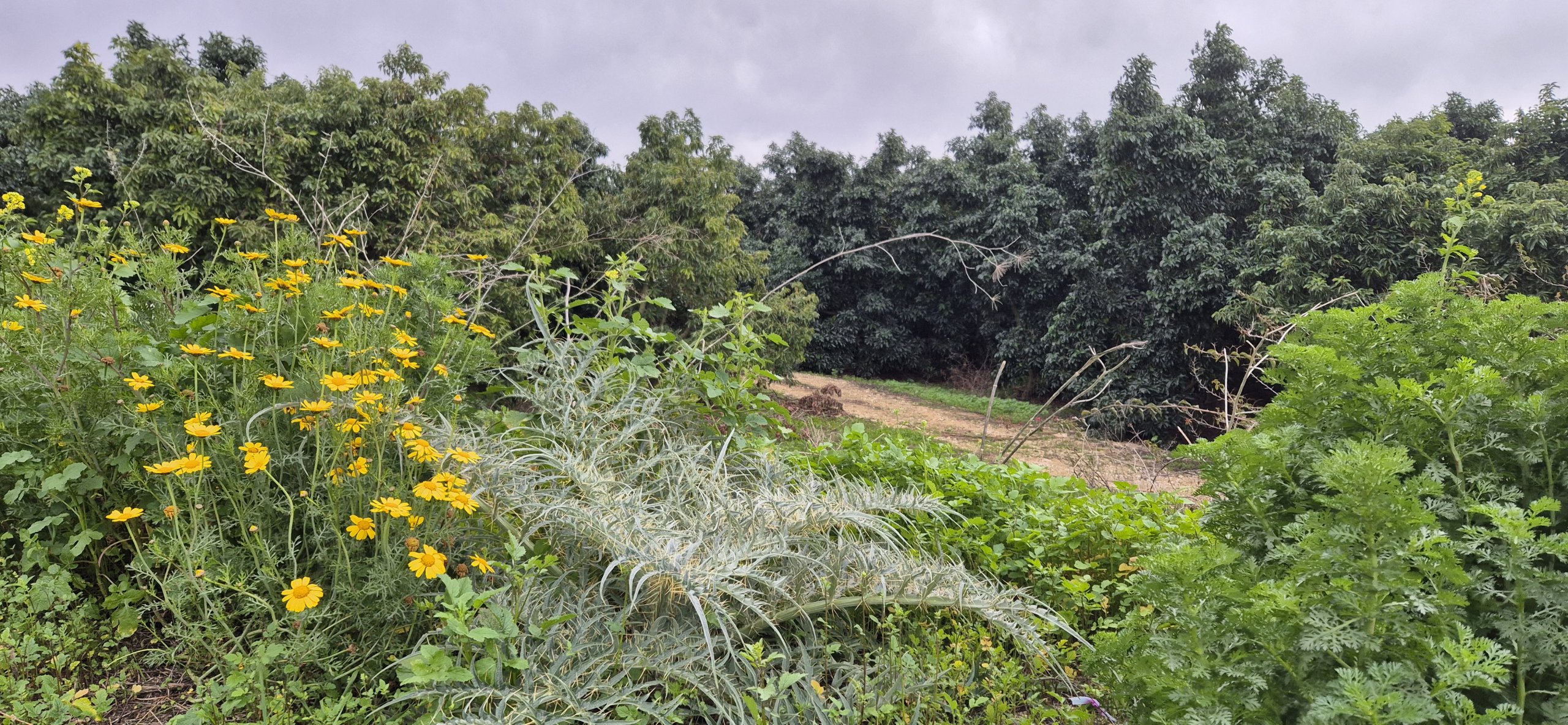 מטע אבוקדו רמת יוחנן. צילום: יעל הרטמאיר