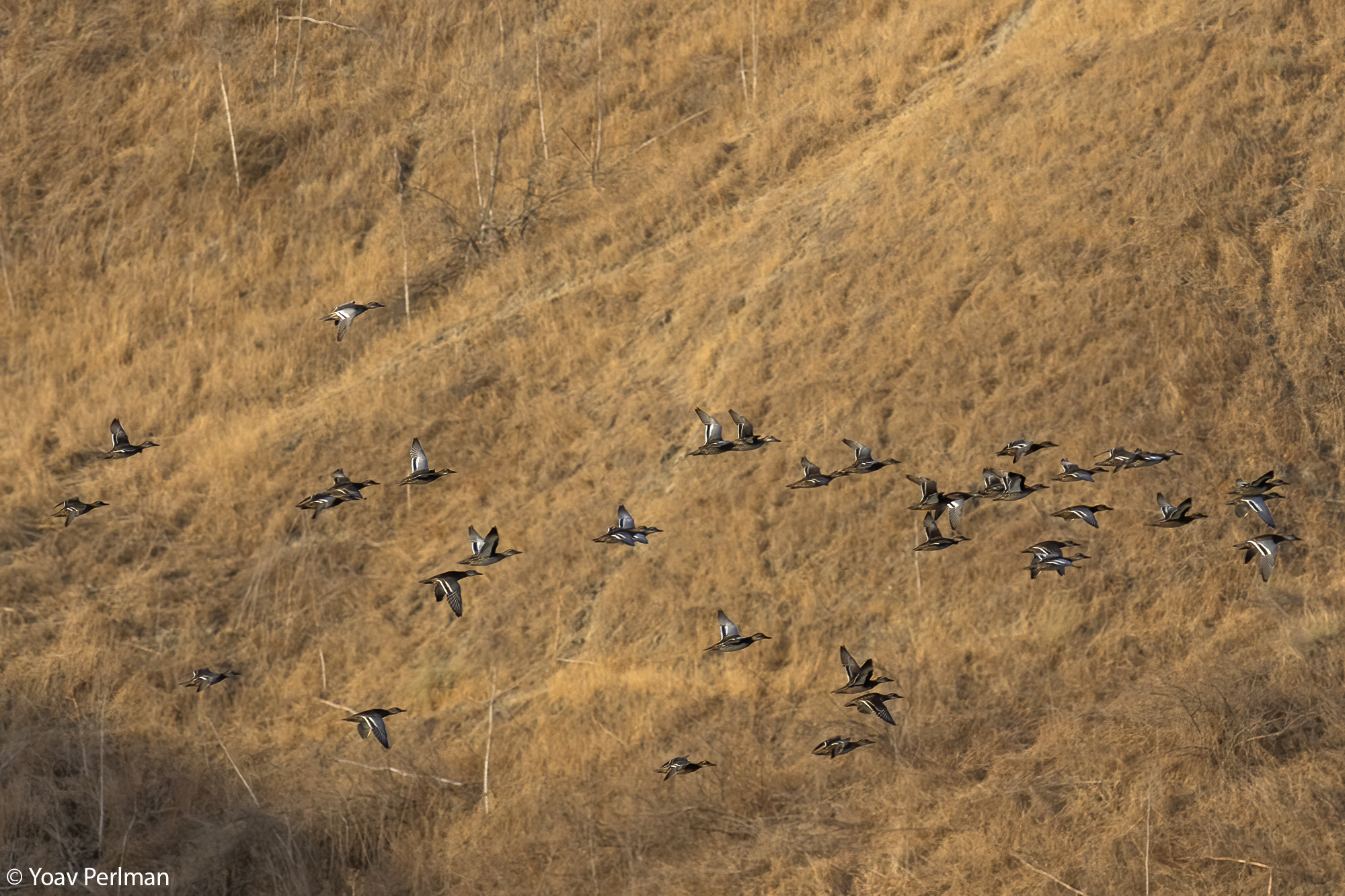 קרקיר. צילום: ד"ר יואב פרלמן