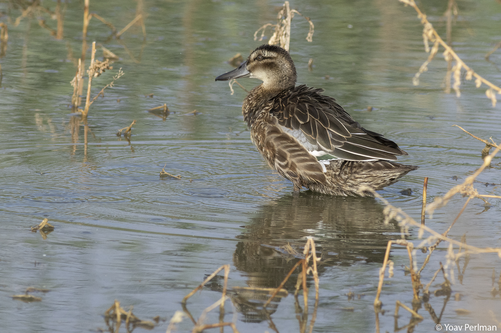 קרקיר. צילום: ד"ר יואב פרלמן