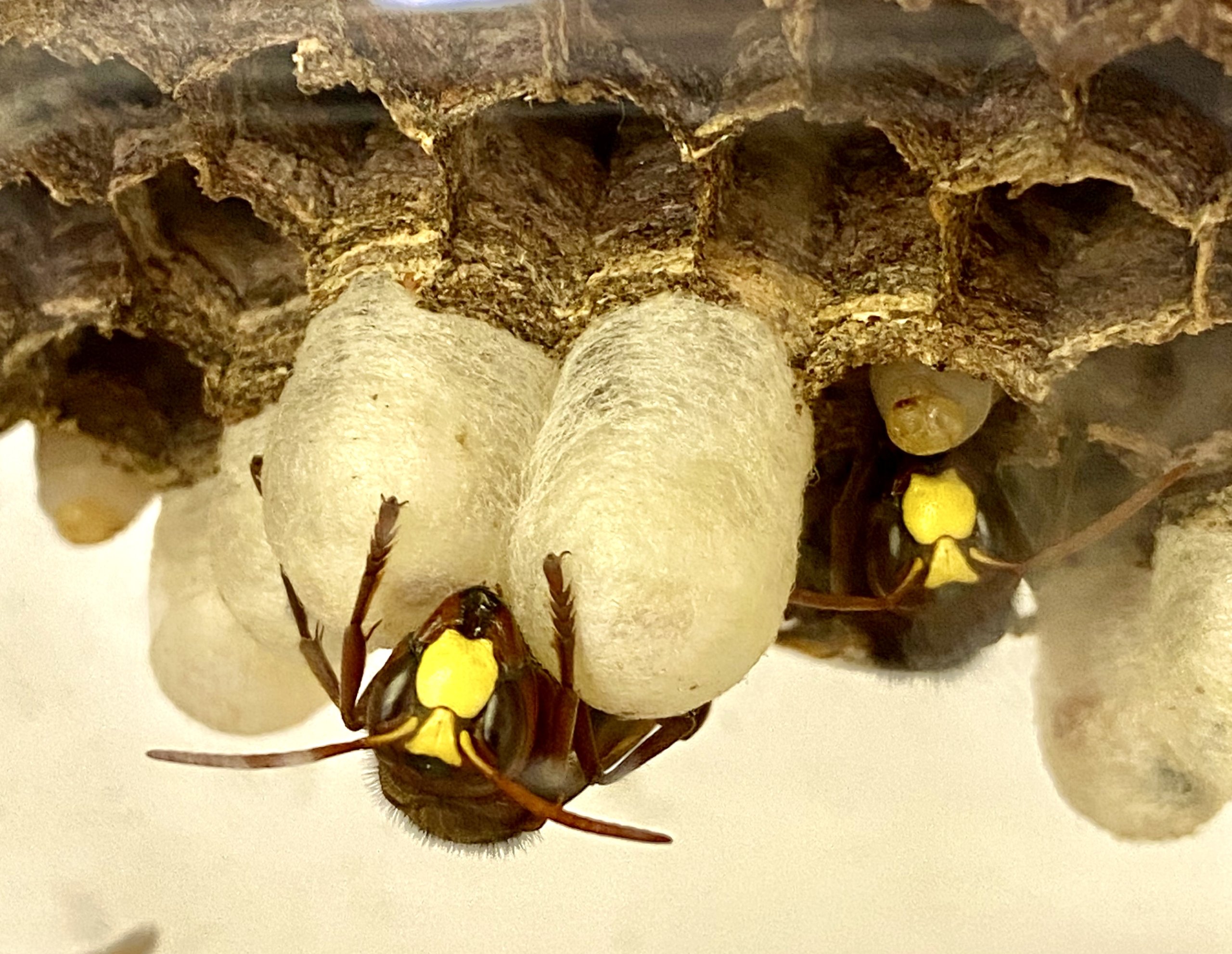 צרעה מזרחית. צילום: פרופ' ערן לוין