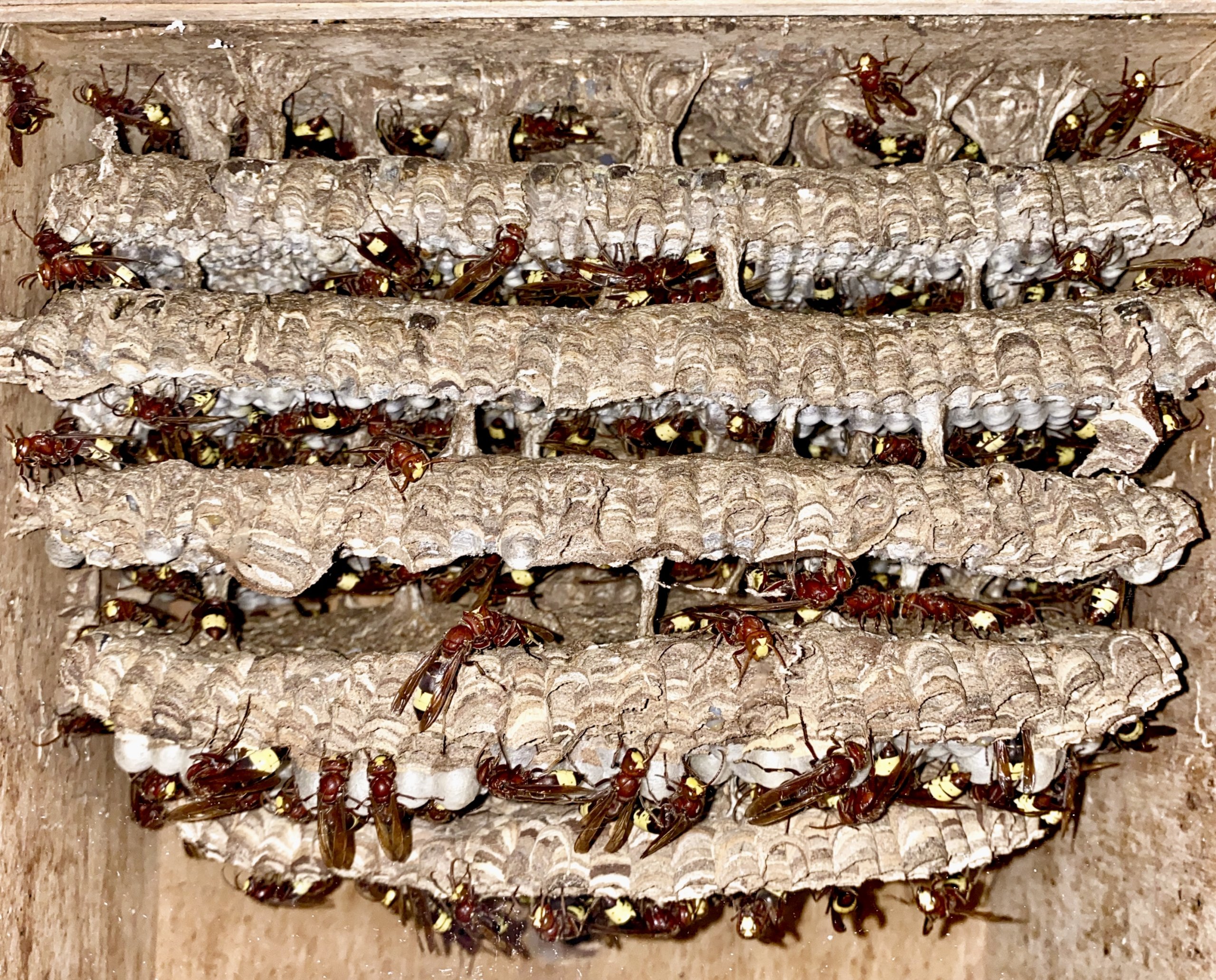 צרעה מזרחית. צילום: פרופ' ערן לוין