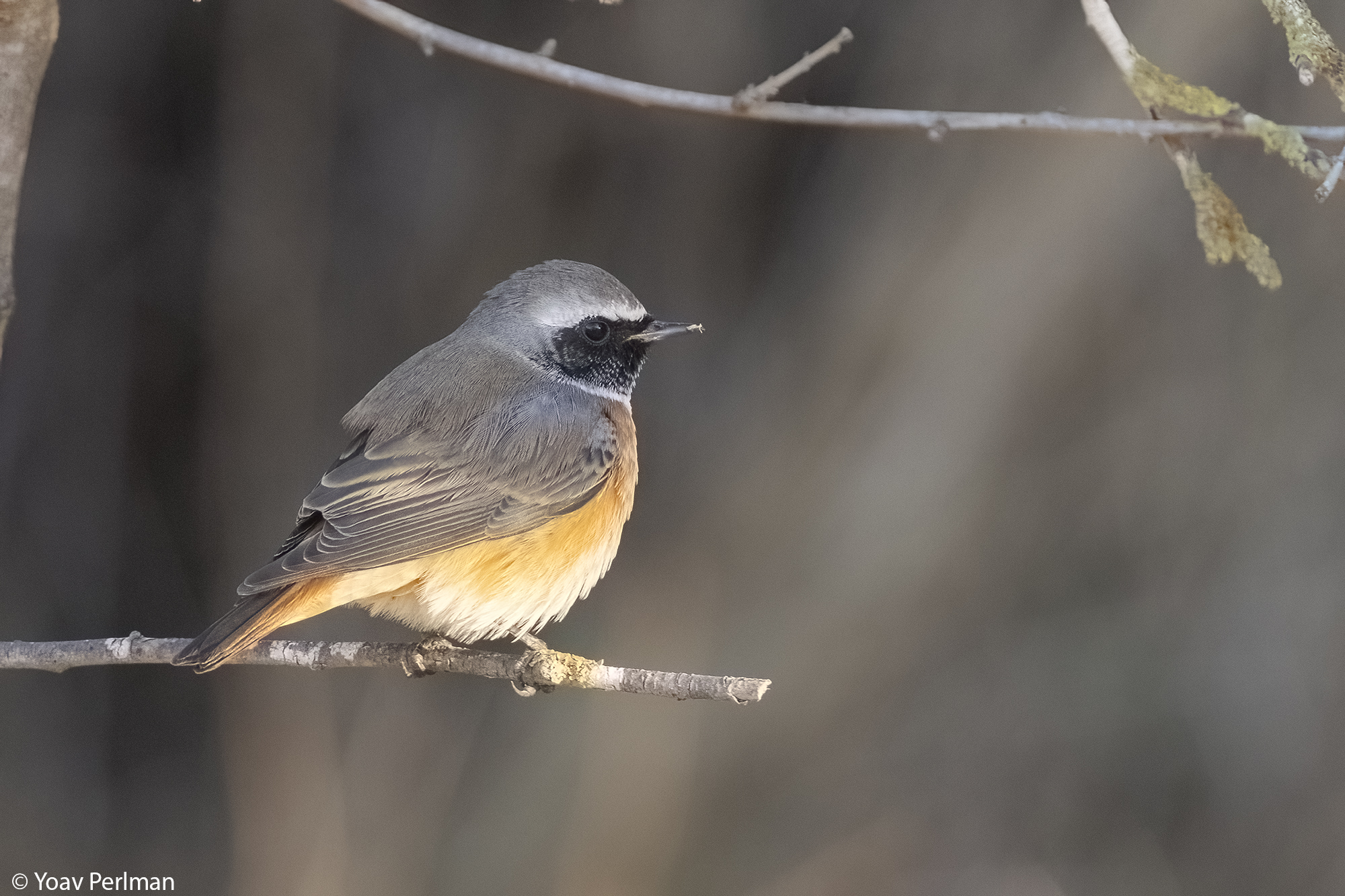 חכלילית עצים. צילום: ד"ר יואב פרלמן