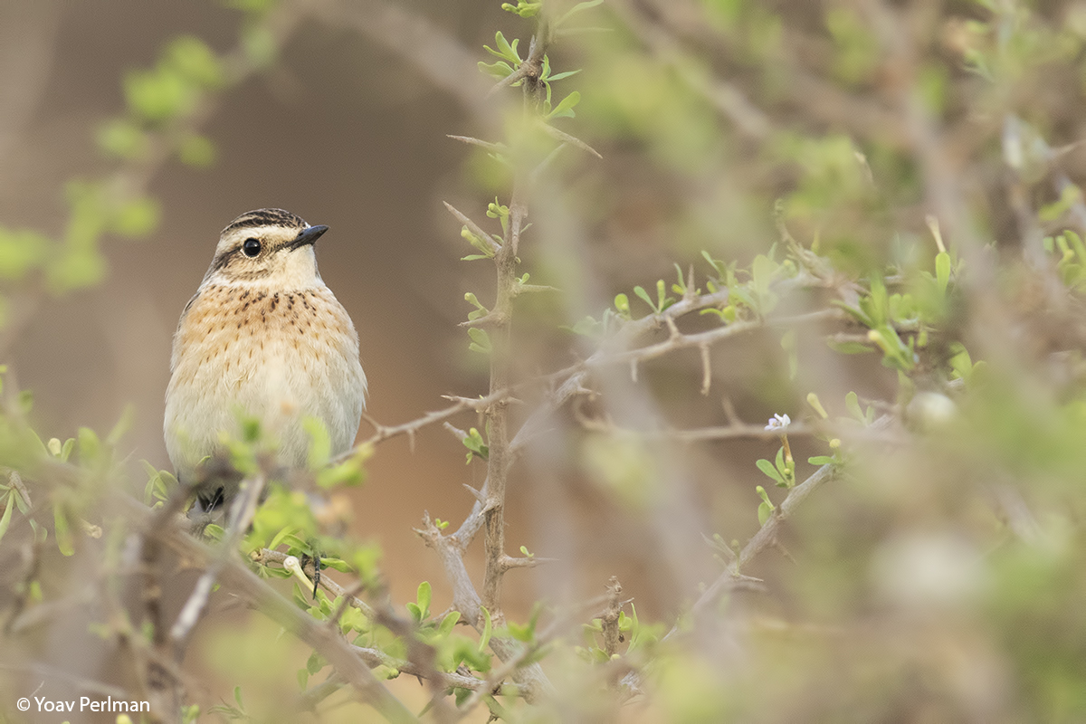 דוחל חום-גרון. צילום: ד"ר יואב פרלמן