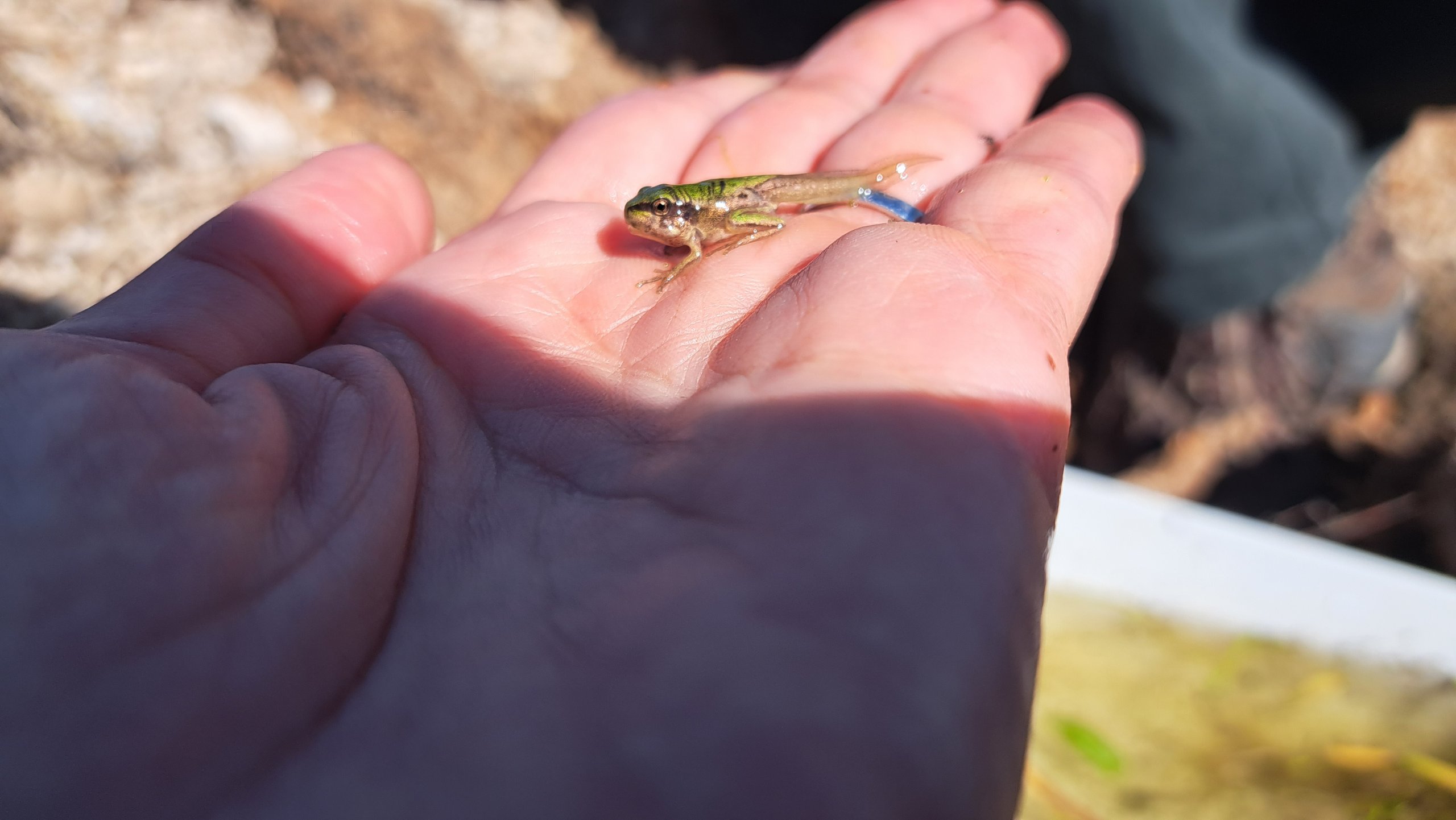 אילנית מצויה בשלבים אחרונים של השלמת גלגול בבריכת לוד. צילום: ד"ר שרה אוחיון