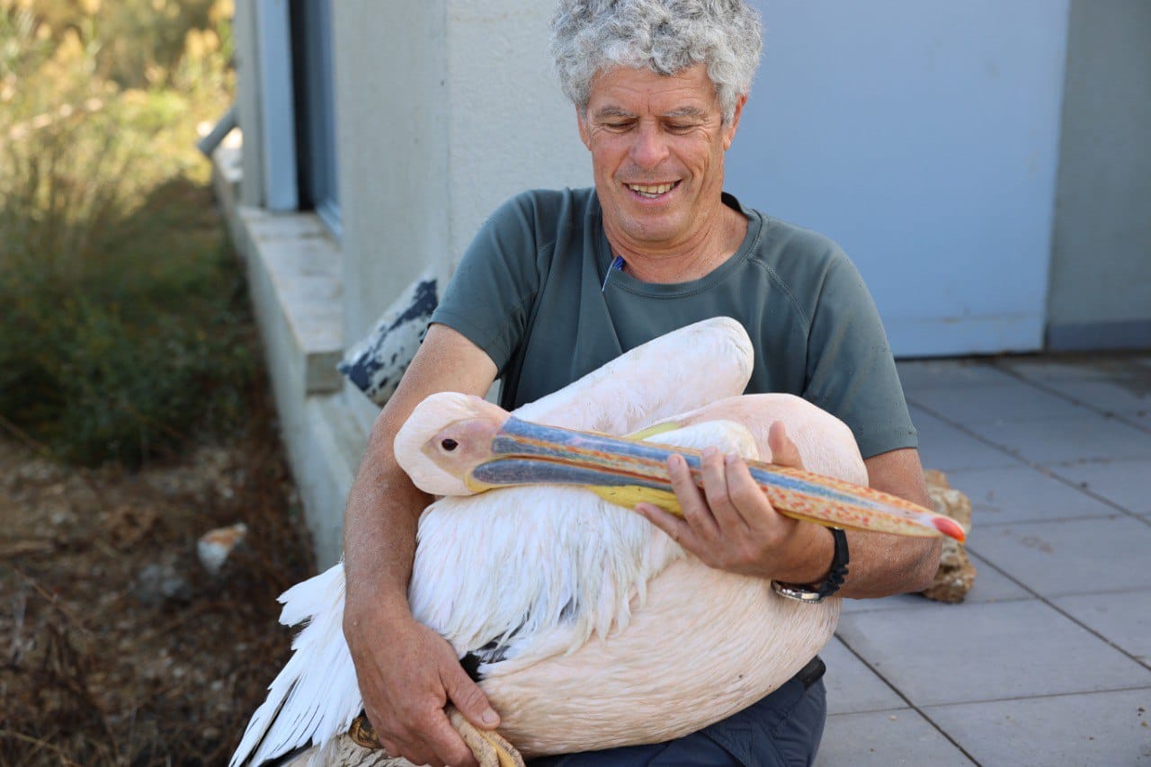 לכידה של שקנאי למשדור ולתיוג על ידי ד"ר עמית דולב. צילום: שי אייזקס, רשות הטבע והגנים