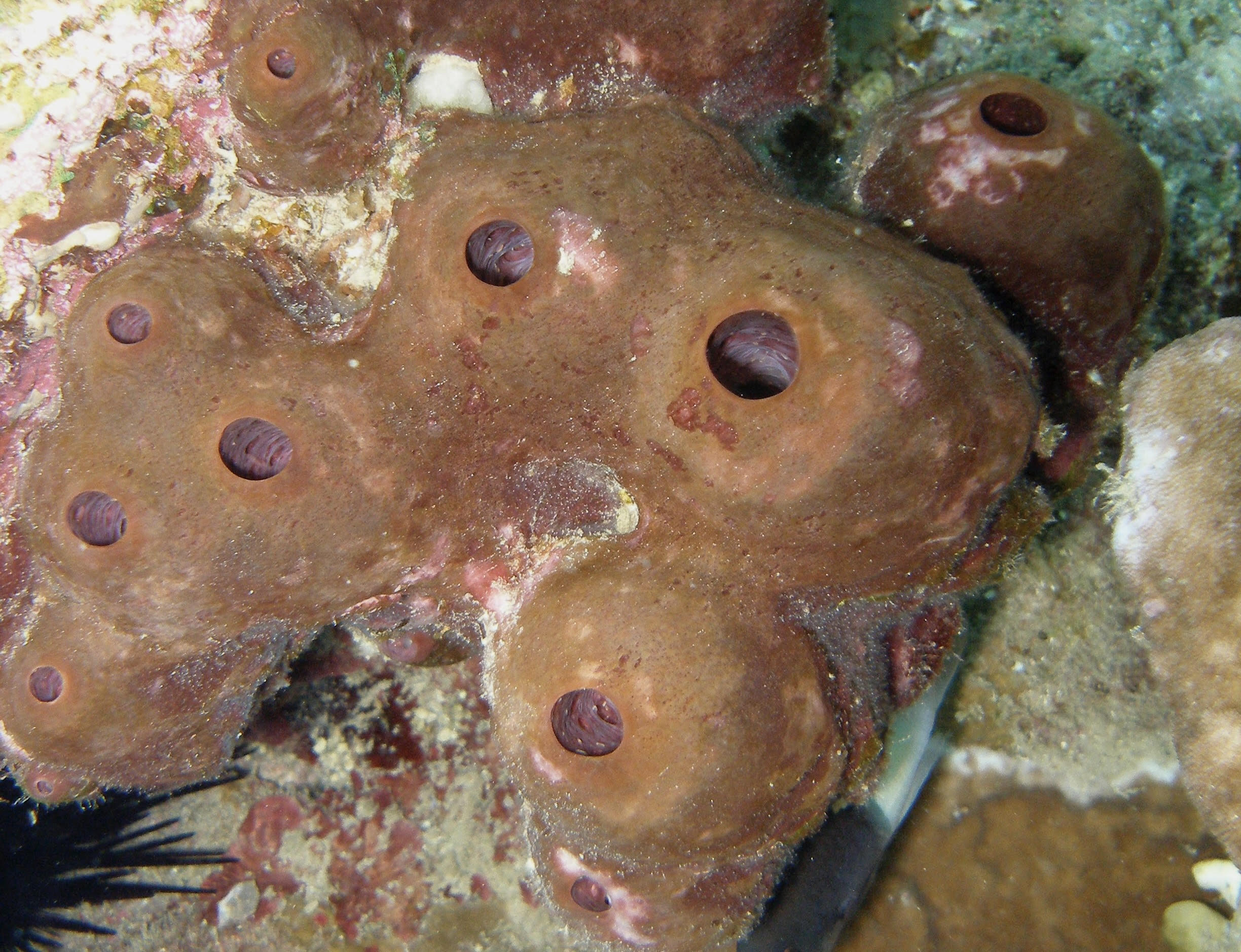הספוג תאונלה סווינהואי. צילום: מעבדת מיכה אילן