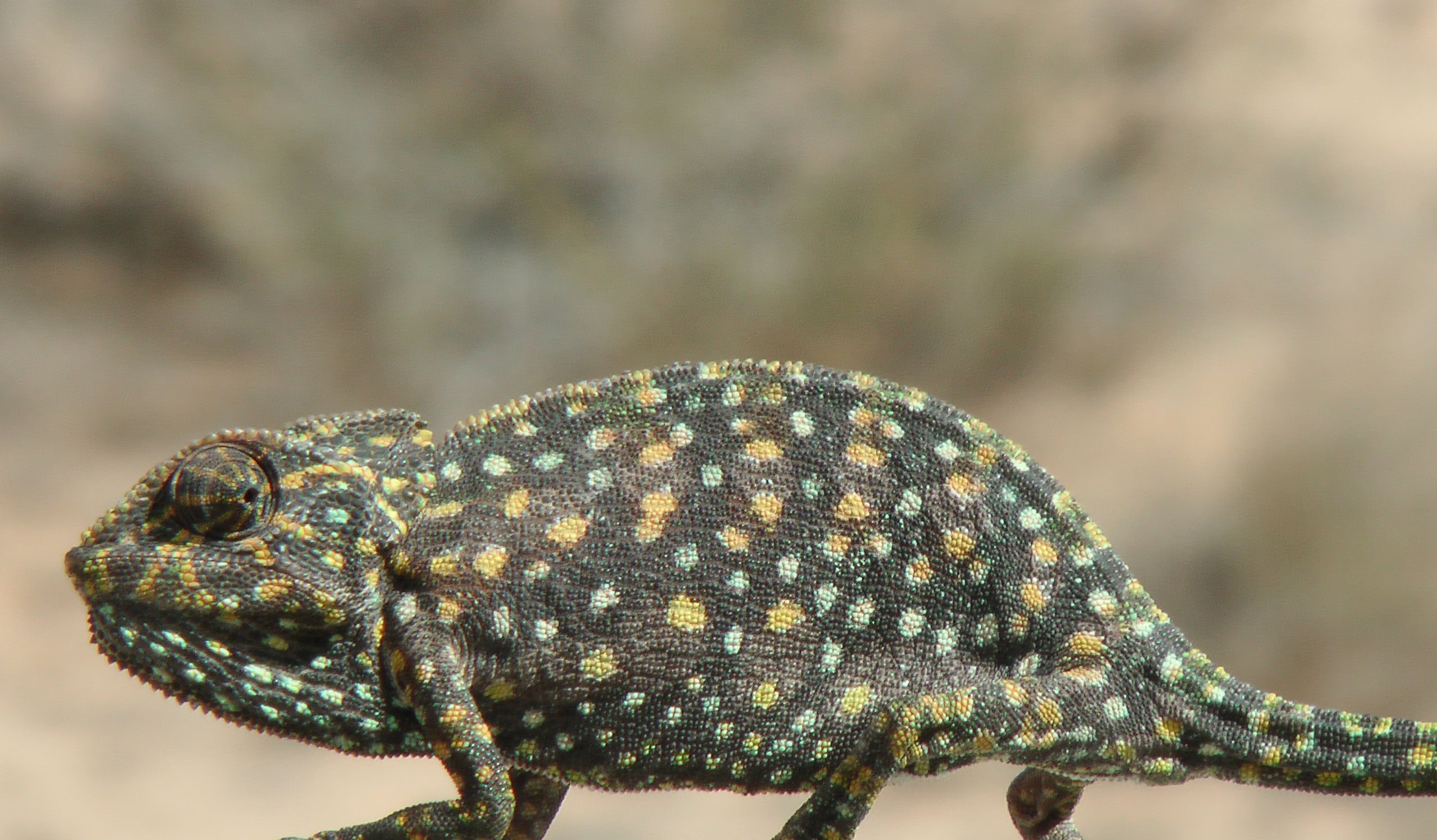 זיקית סיני. צילום: ד"ר תמי קרן-רותם