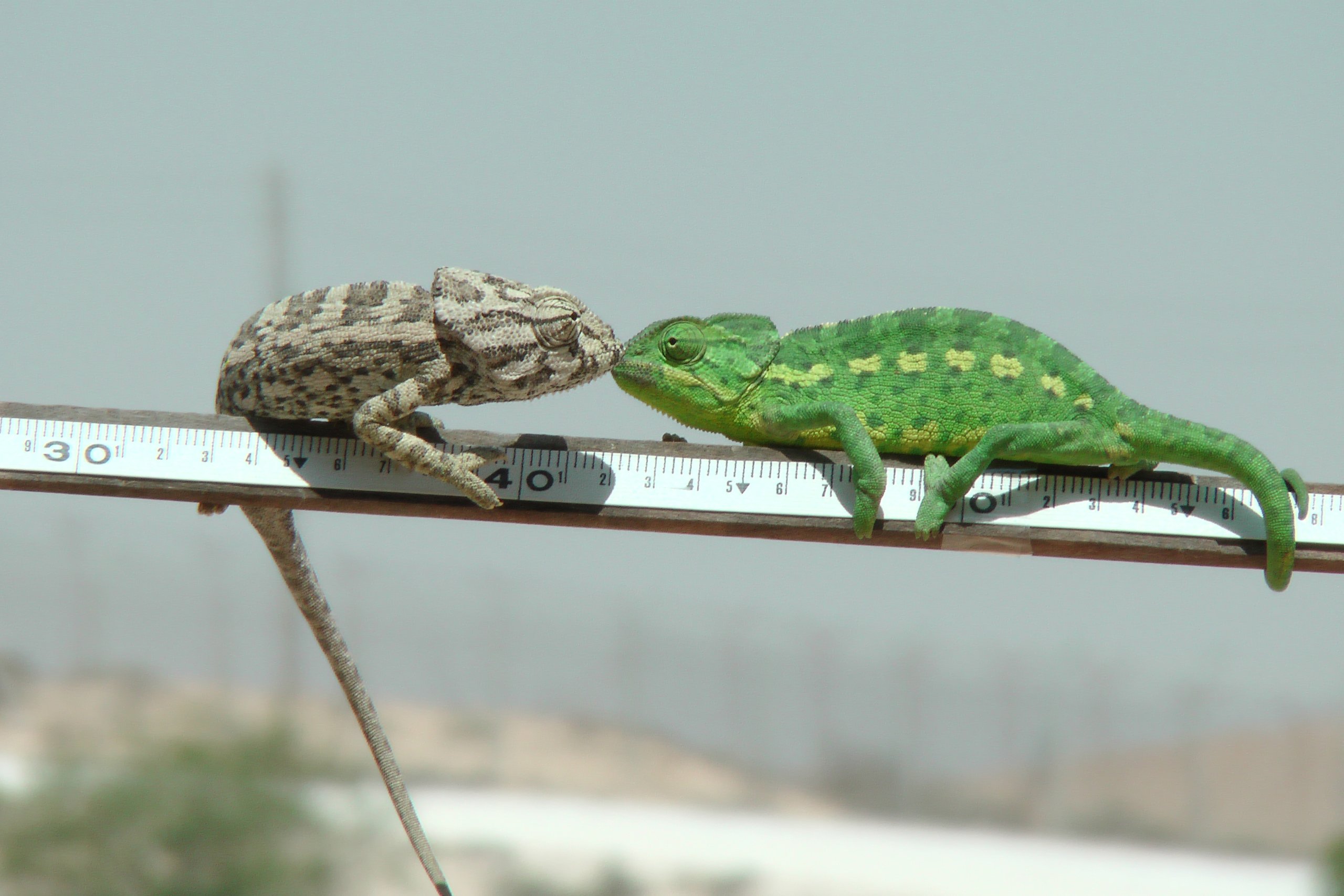זיקיות בנגב, זכר חום ונקבה. צילום: ד"ר תמי קרן-רותם