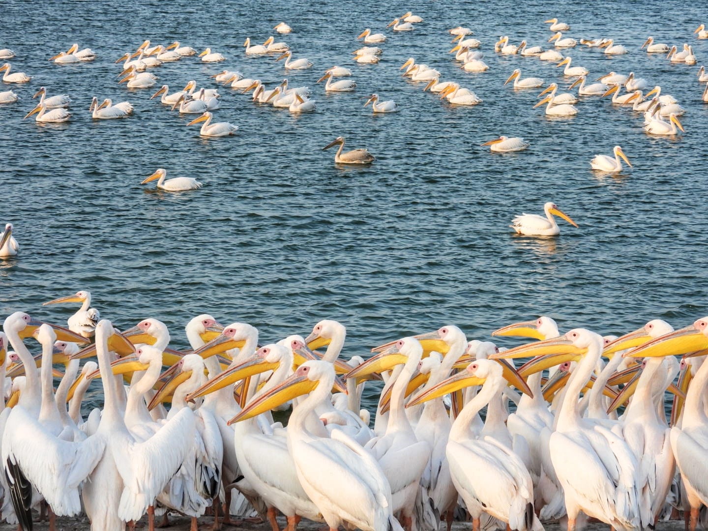שקנאים במאגר משמר השרון. צילום: שרית פלצ'י מיארה, רשות הטבע והגנים