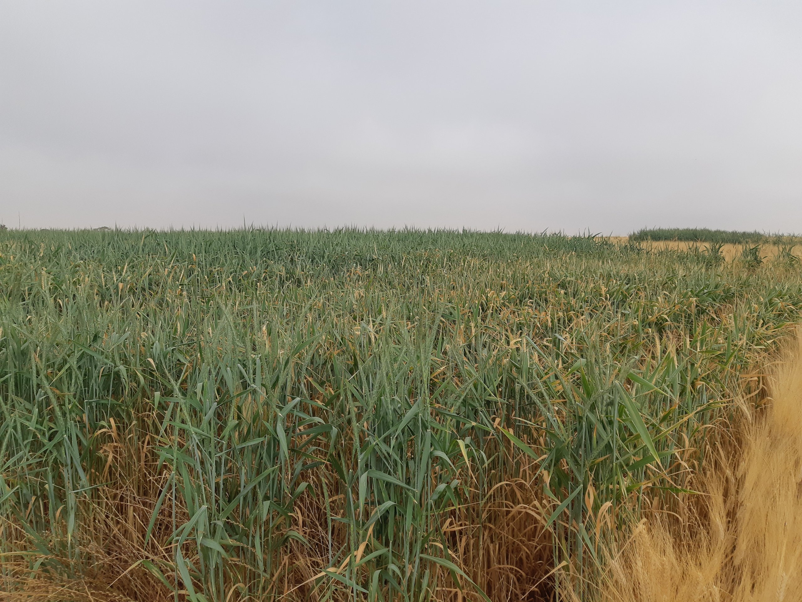 כוסמין. צילום: אביה פדידה-מאיירס