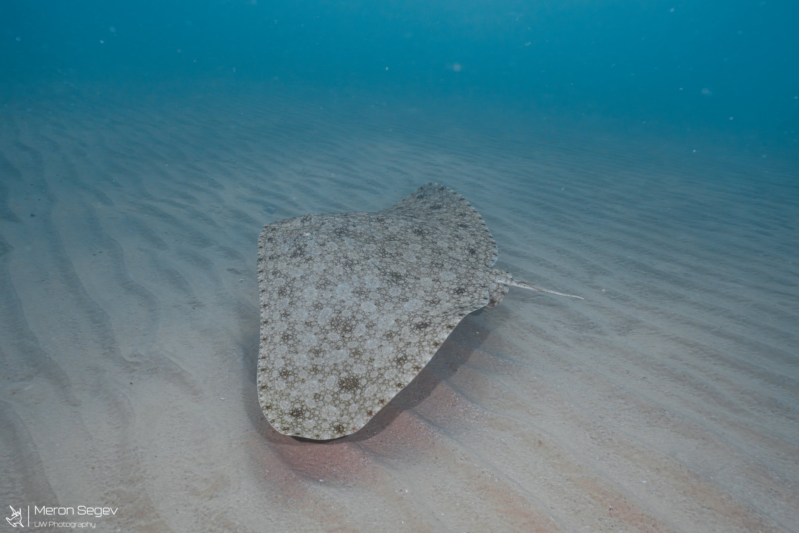 דג בטא. צילום: מירון שגב