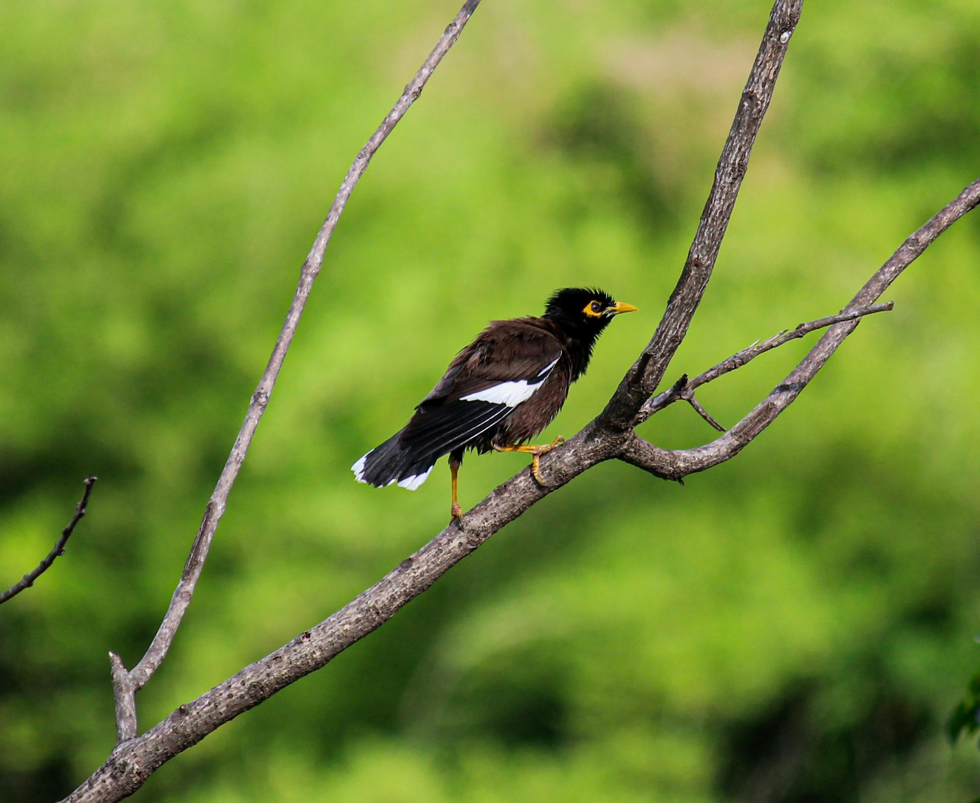 מיינה. צילום: Pexels