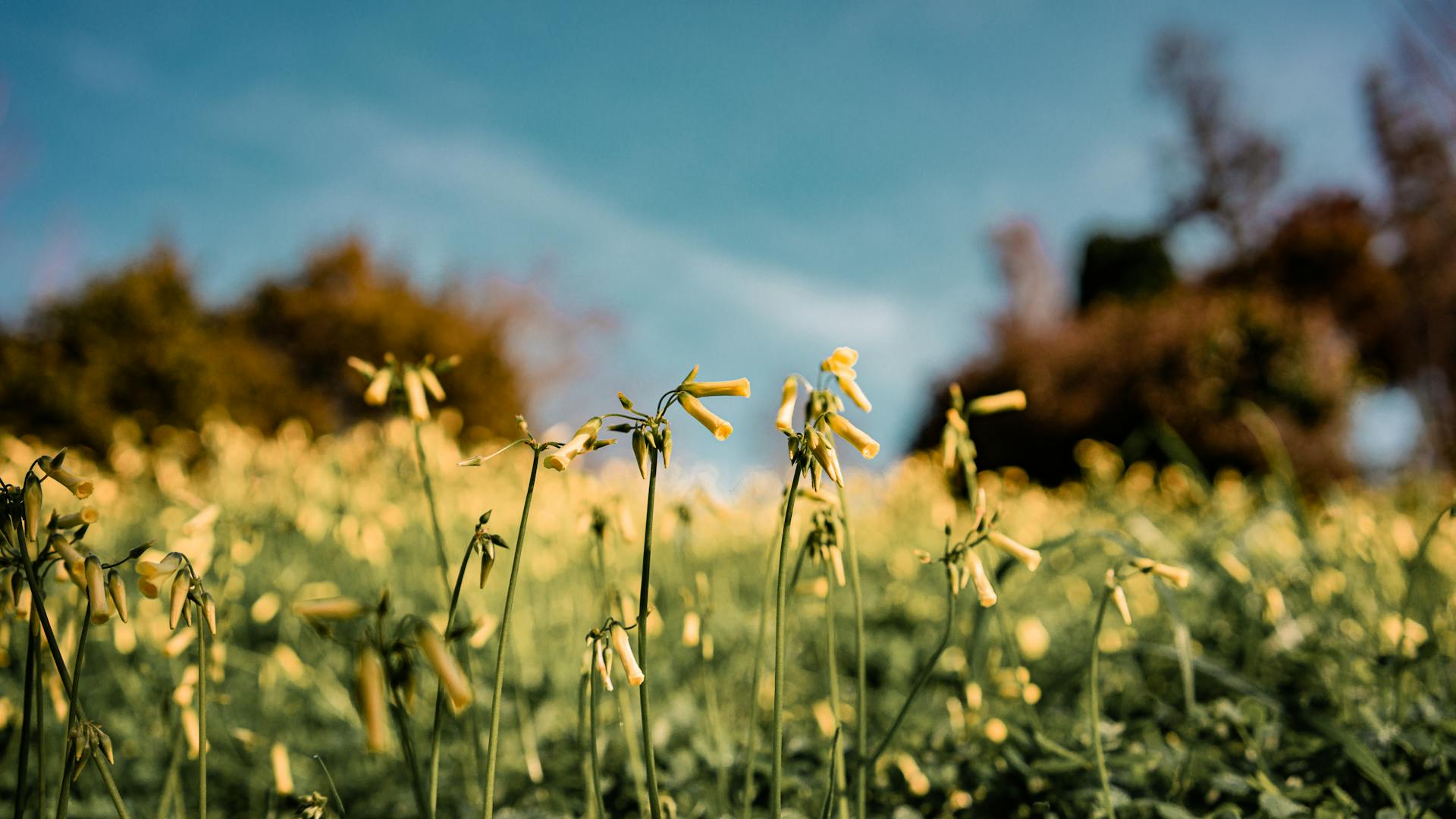 פרחים צהובים. צילום: Pexels
