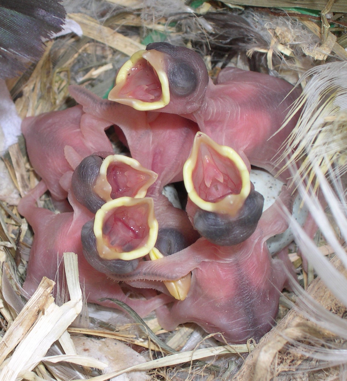 גוזלי דרורים מבצעים התנהגות תחינה של בקשת מזון. צילום: רועי דור