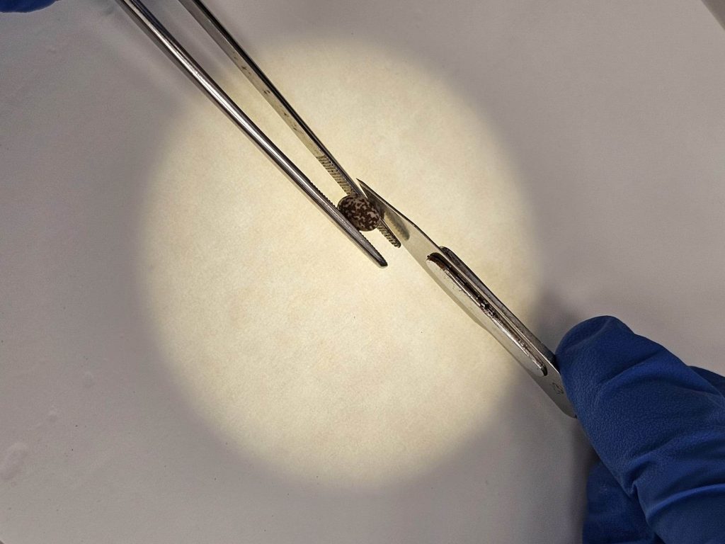 חיתוך זרע לבחינת איכות הרקמות הפנימיות של הזרע. צילום: לודמילה חודיצ'נקו, בנק הגנים הישראלי