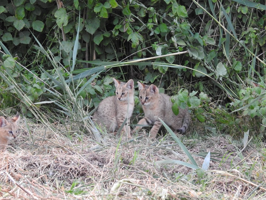 חתולי ביצות. צילום: אלון רייכמן
