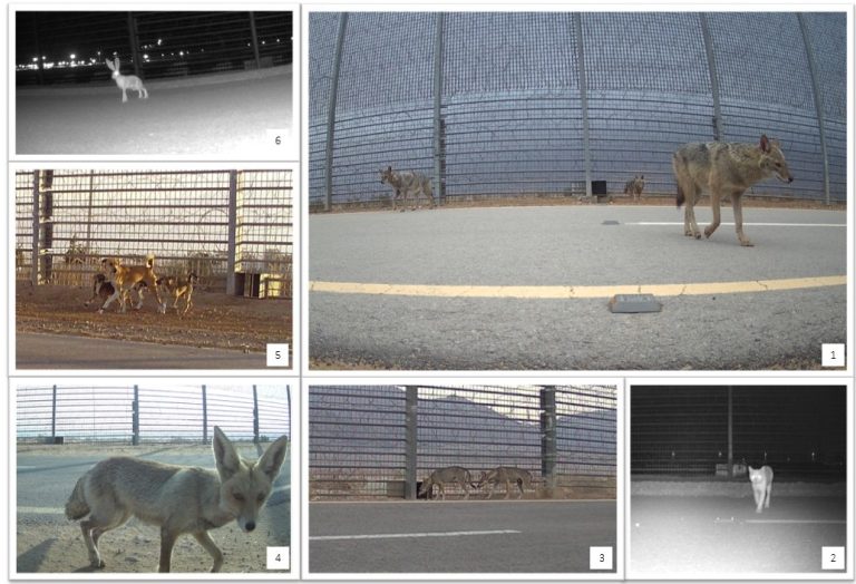 יונקים שהשתמשו במעברים. צולם במצלמת שביל