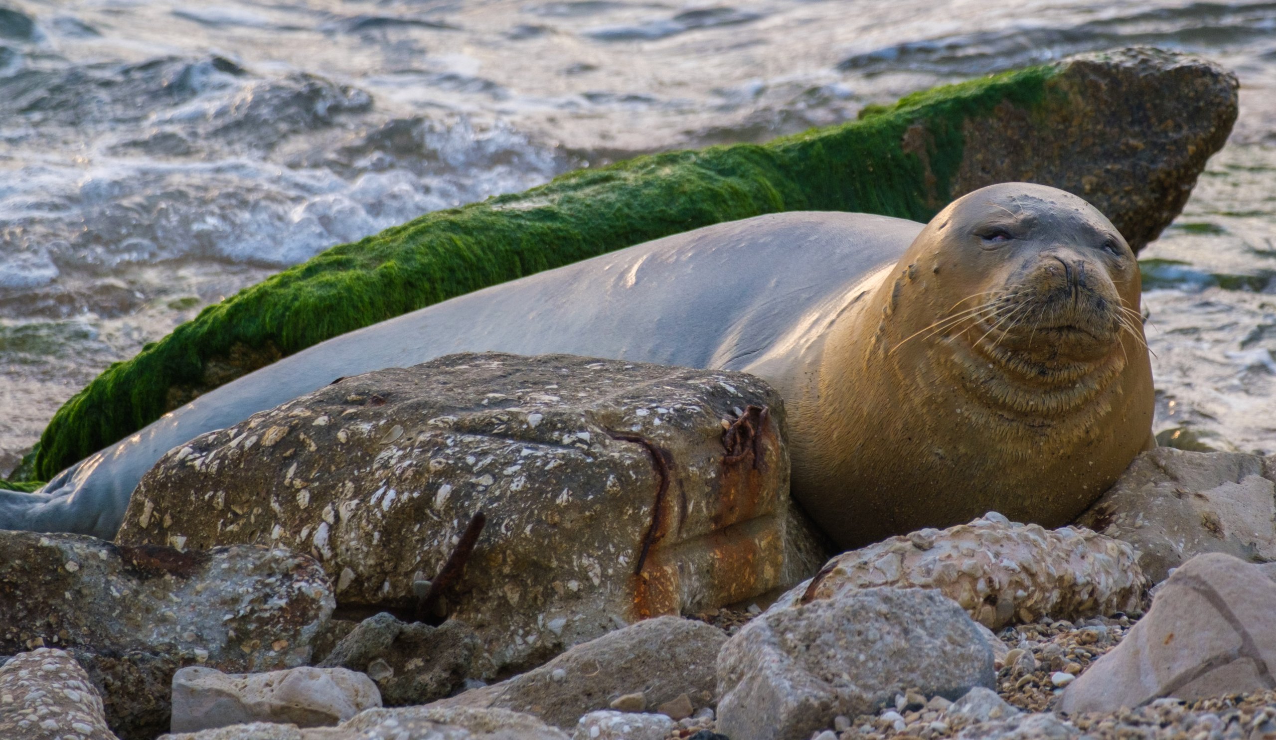 כלבת הים יוליה ביפו מאי 2023. צילום: גיל לופו
