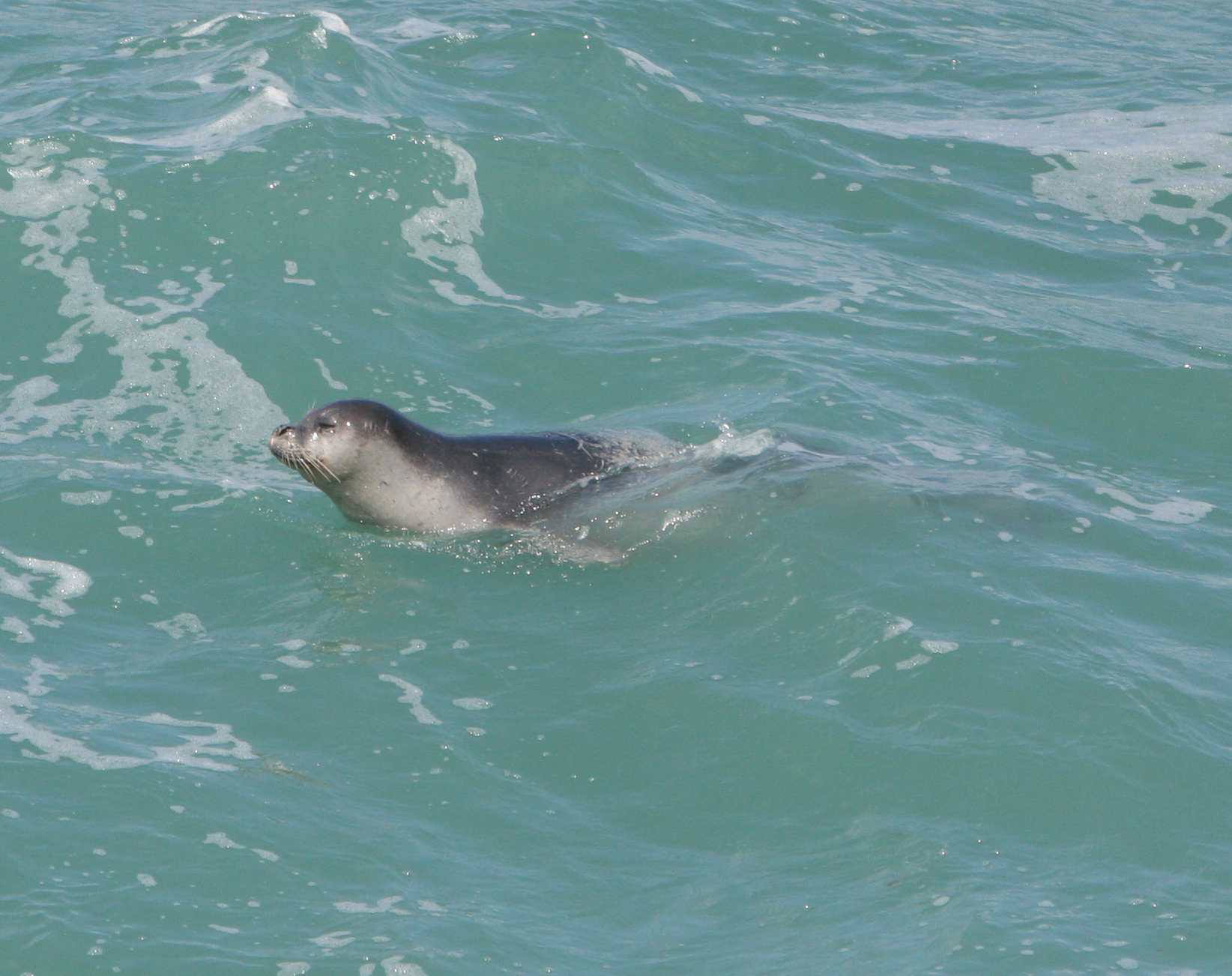 כלבת הים מאיה בראש הנקרה אפריל 2015. צילום: מיה אלסר