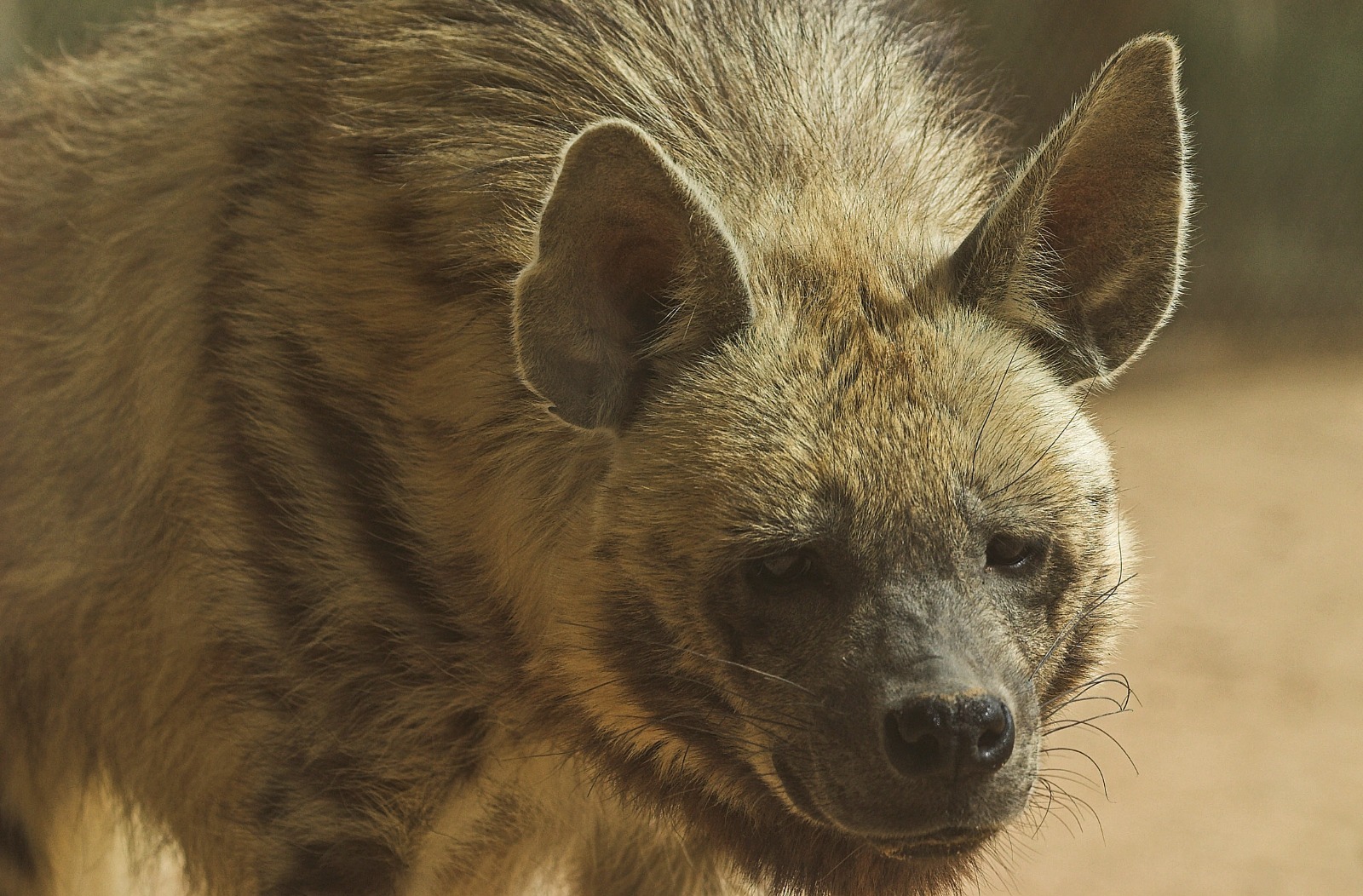 צבוע. שמורת טבע חי בר יטבתה. צילום: דורון ניסים, רשות הטבע והגנים