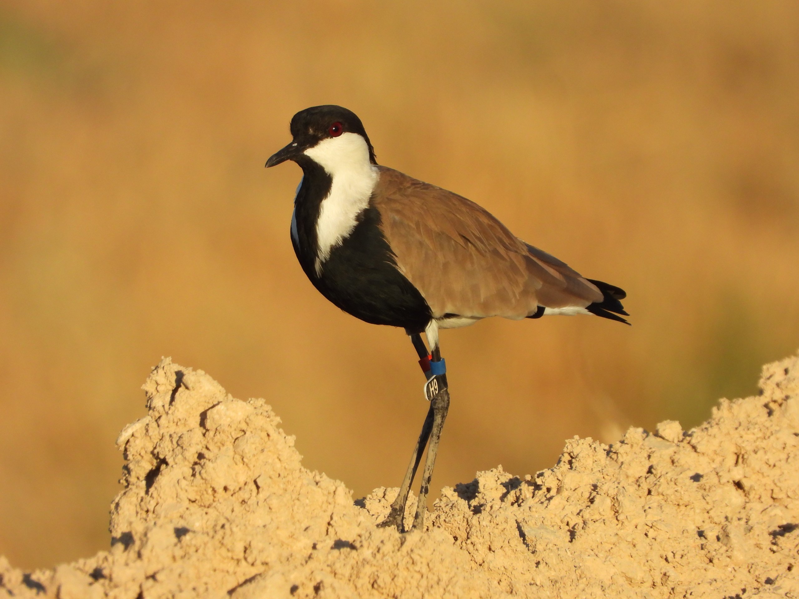 סיקסק. צילום: אביחי רן