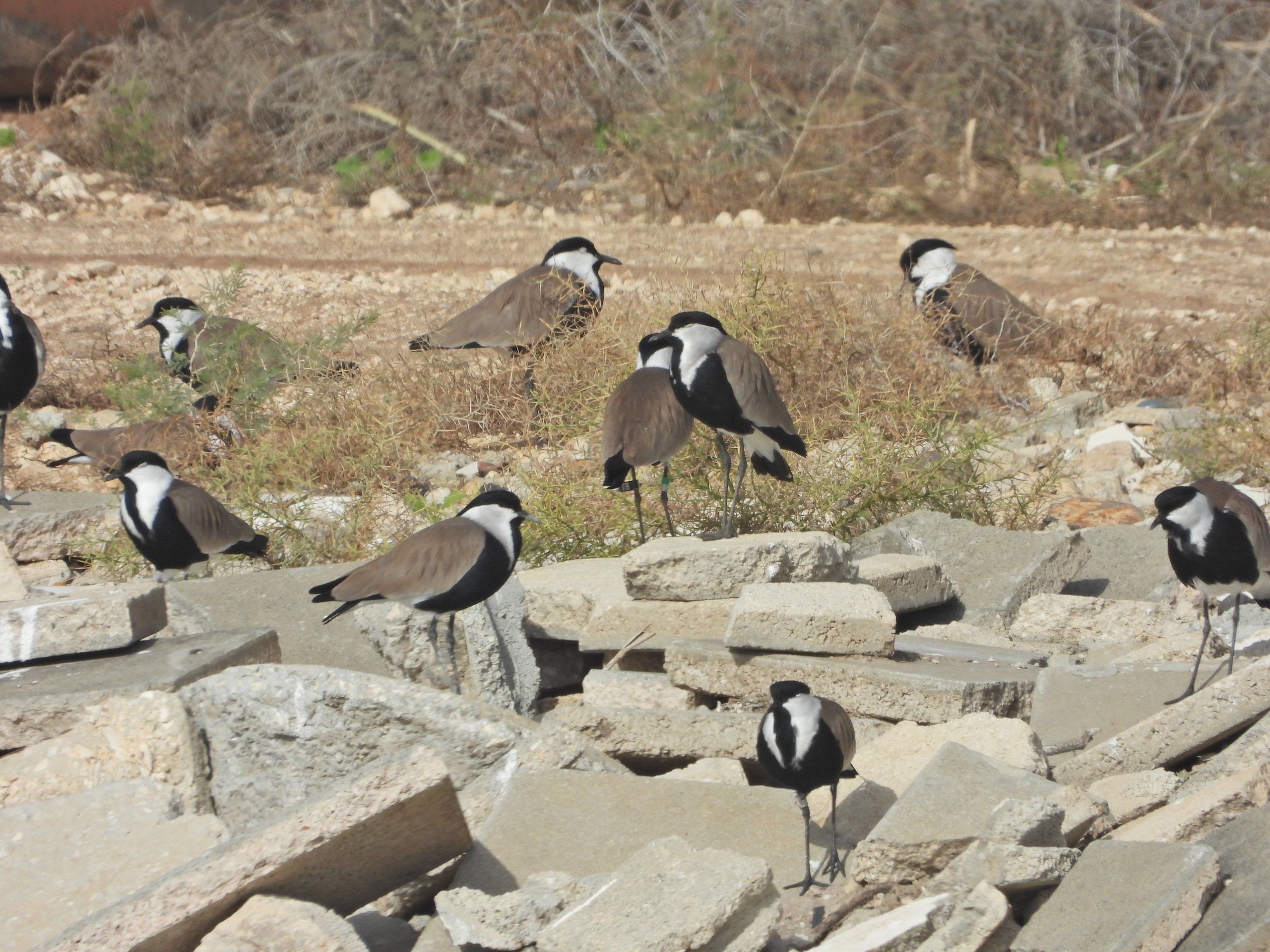 סיקסקים. צילום: מיקי בר-זיו