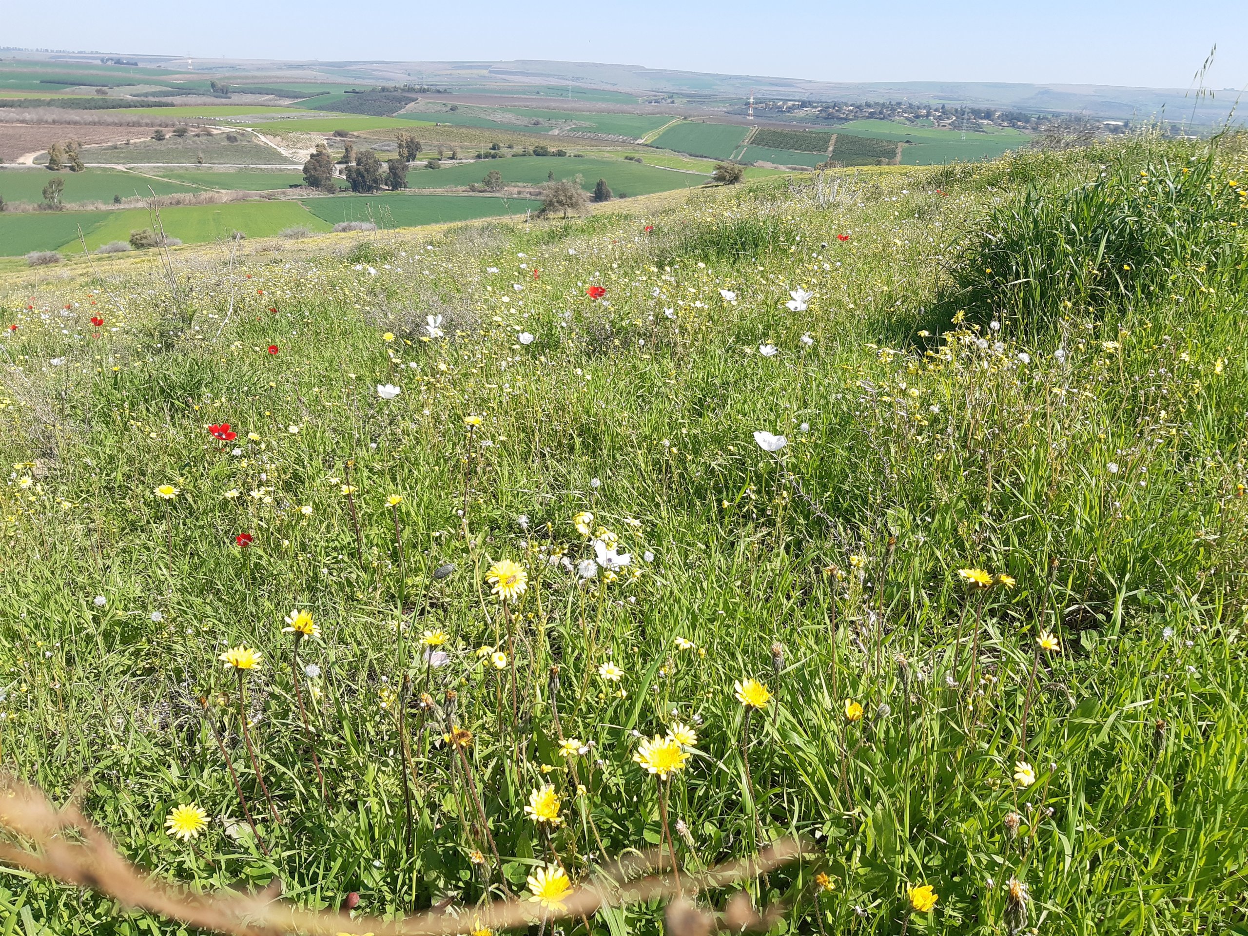 שטחי בתה. צילום: דניאל עידן