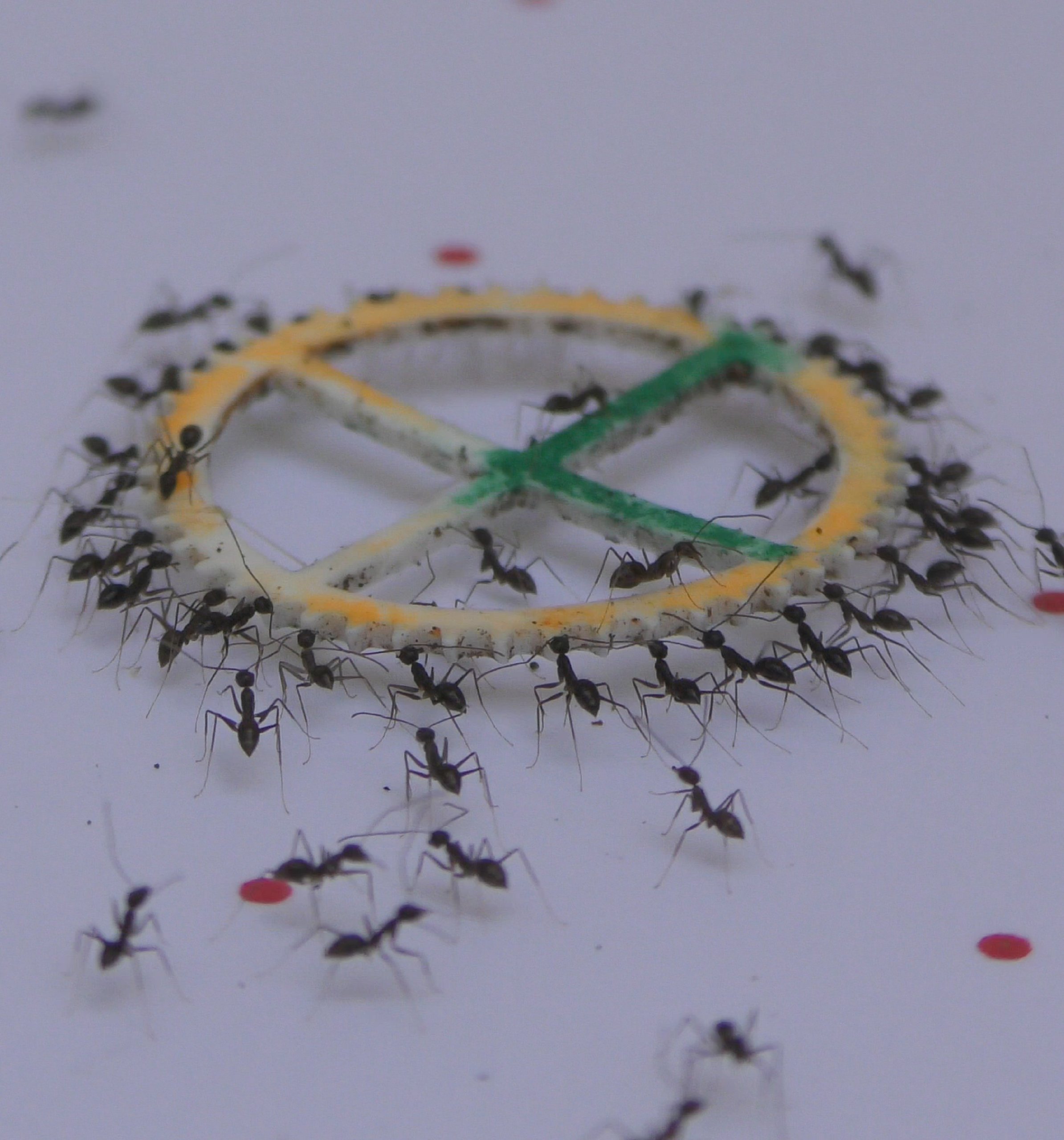 אצניות בניסוי. צילום: ד"ר אודי פוניו