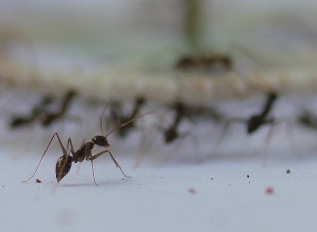 אצניות בניסוי. צילום: ד"ר אודי פוניו