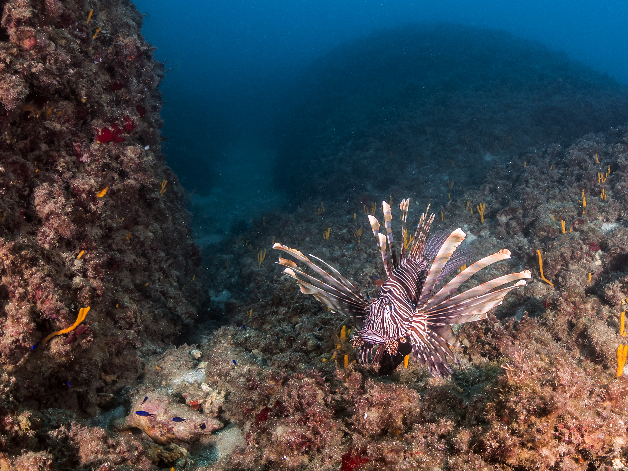 זהרון. צילום: שבי רוטמן. לשימוש רק לכתבה הספציפית