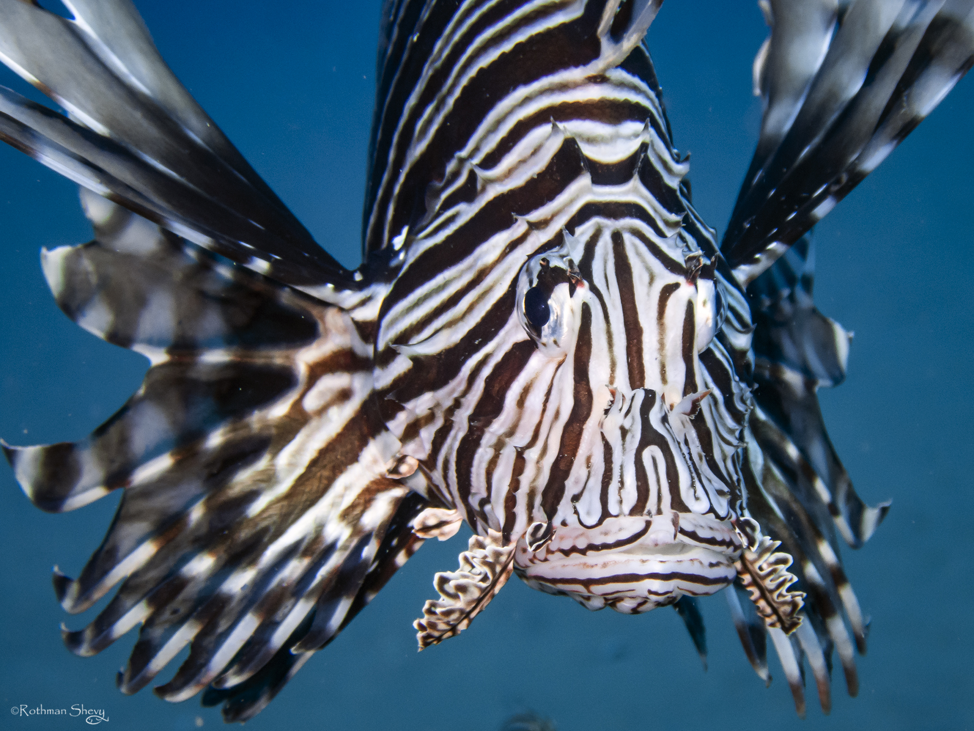 זהרון. צילום: שבי רוטמן. לשימוש רק לכתבה הספציפית