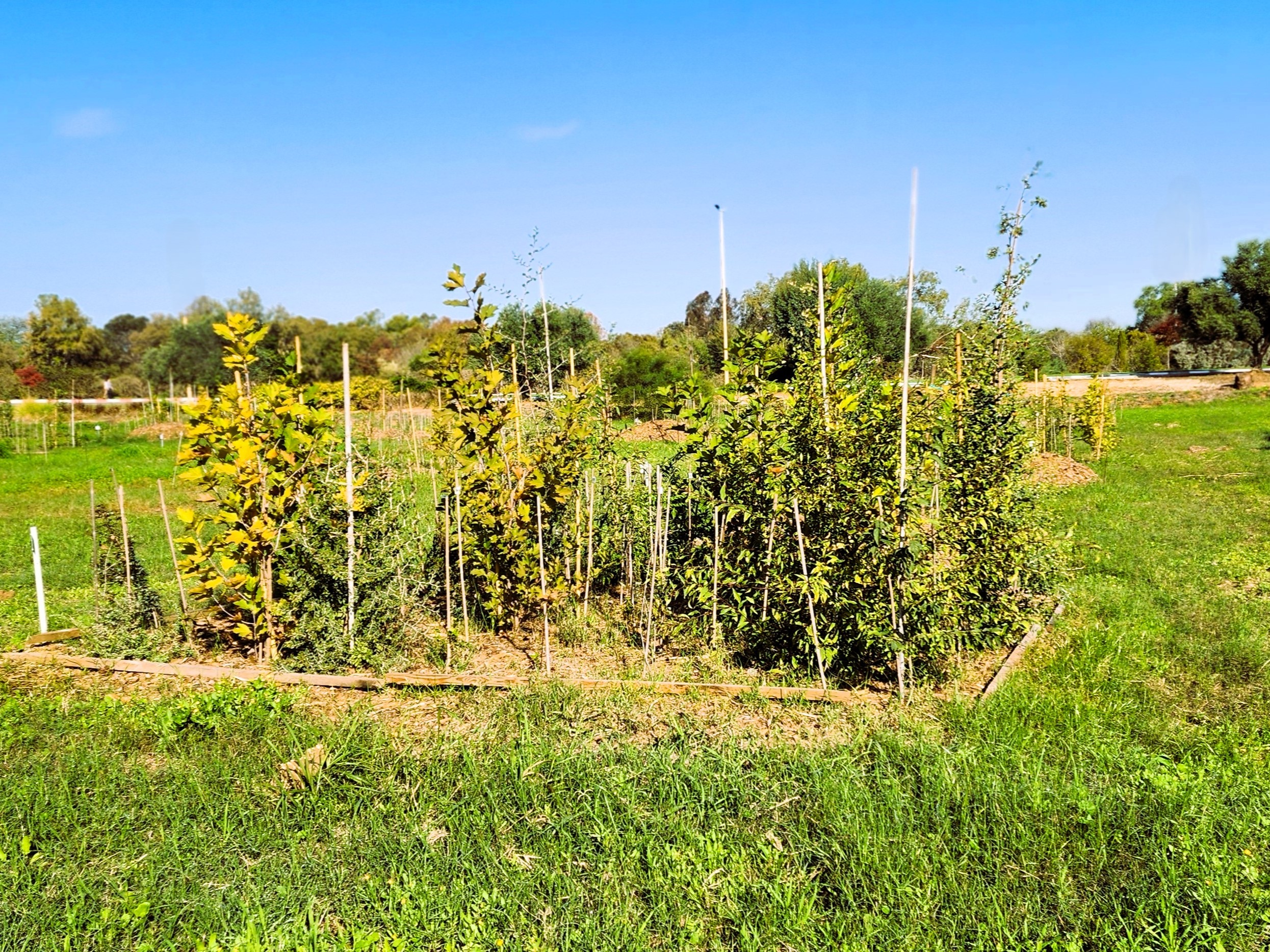 חלקת מיני יער. צילום: ד"ר יקיר פרייזלר