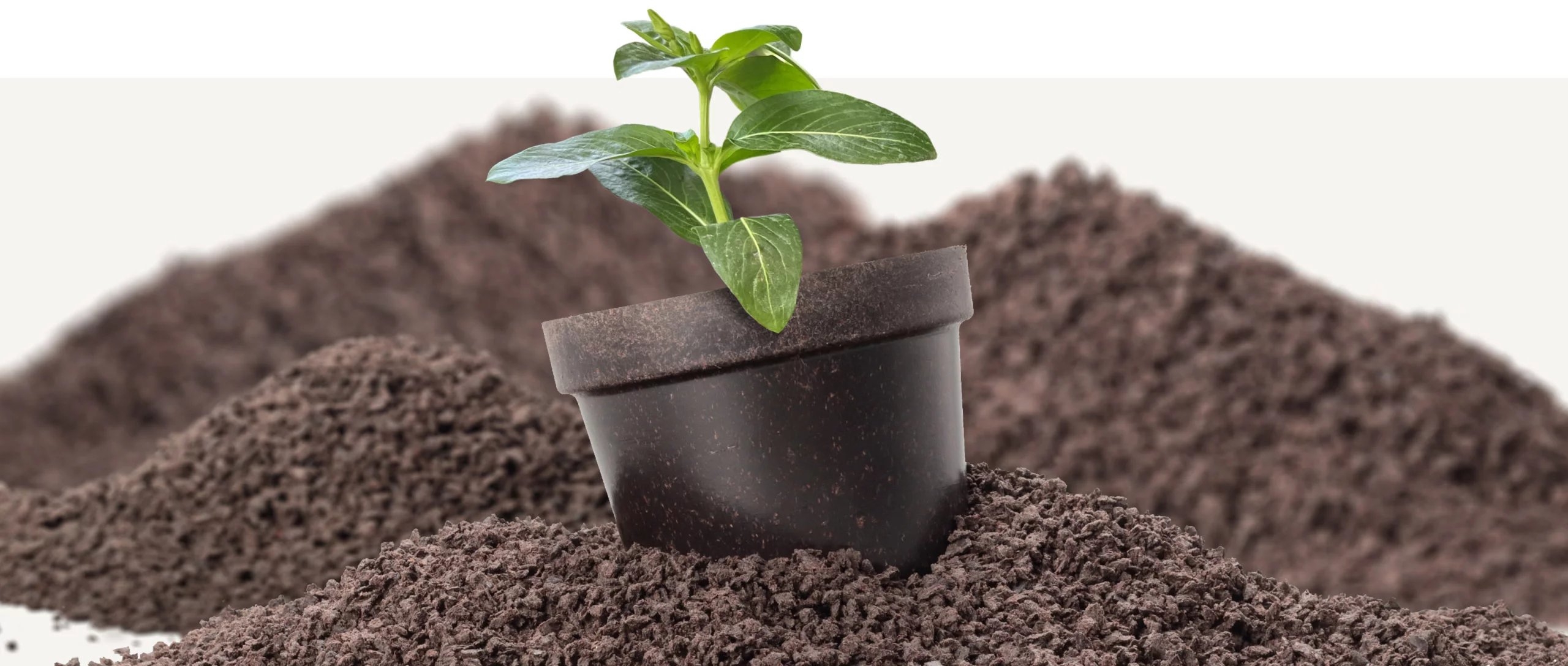 עציץ מתכלה. קרדיט: Bioplasmar