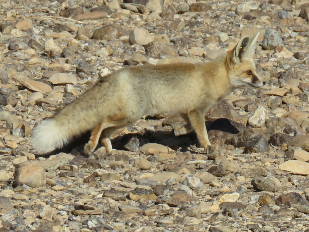 שועל חולות בבית הגידול הטבעי שלו. צילום: מיכל אוקו