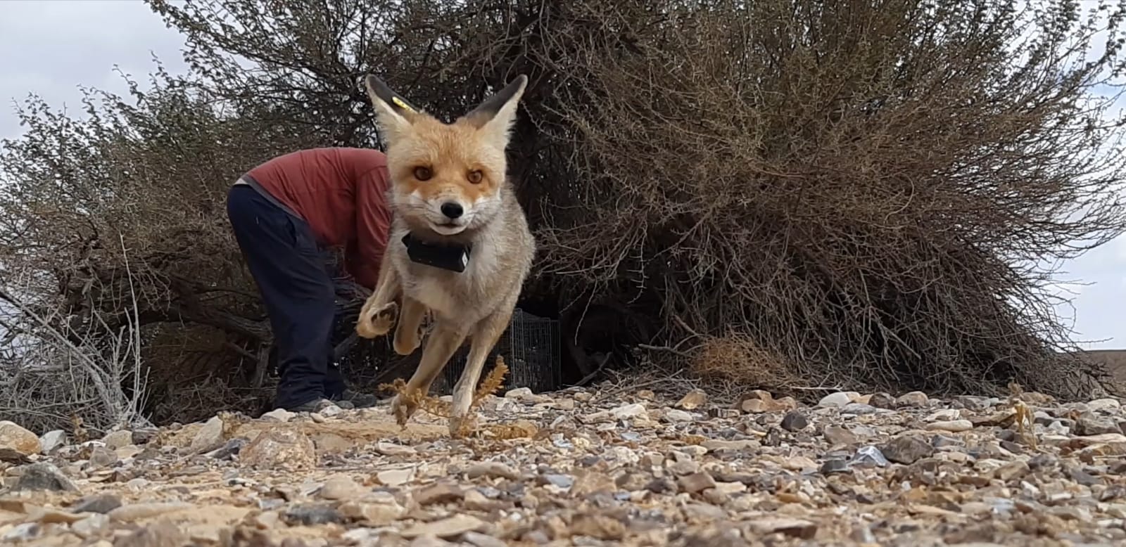 שועל עם משדר GPS בזמן שחרורו מהמלכודת. צילום: עמרם צברי