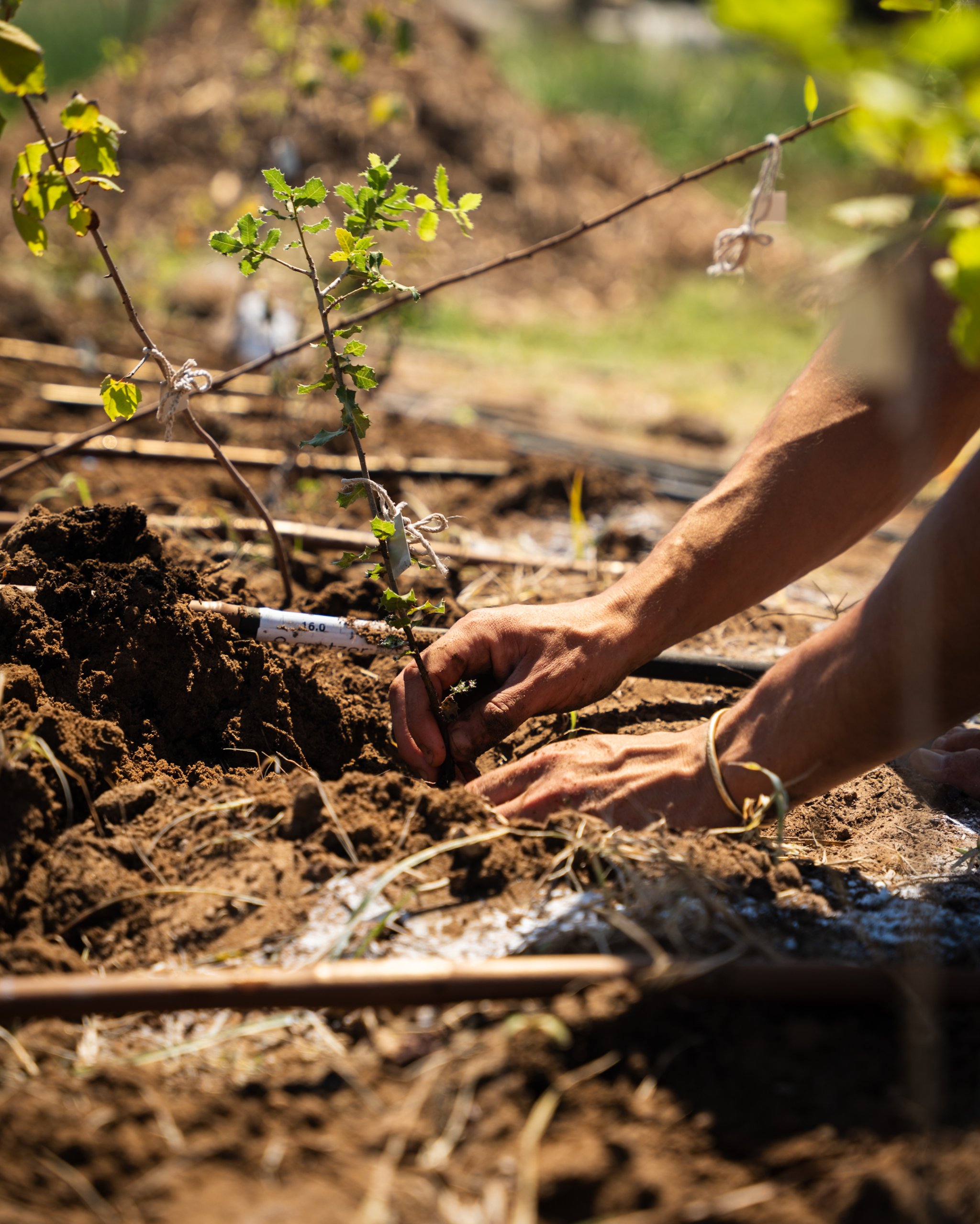 שתילה. קרדיט: הראל עציון