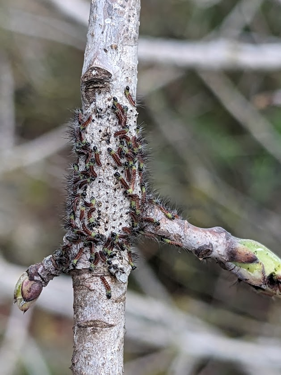 תהלוכן האלה. צילום: ד"ר גל יעקבי