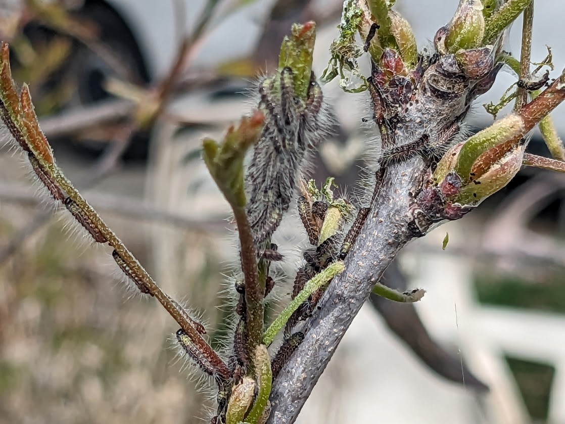 תהלוכן האלה. צילום: ד"ר גל יעקבי