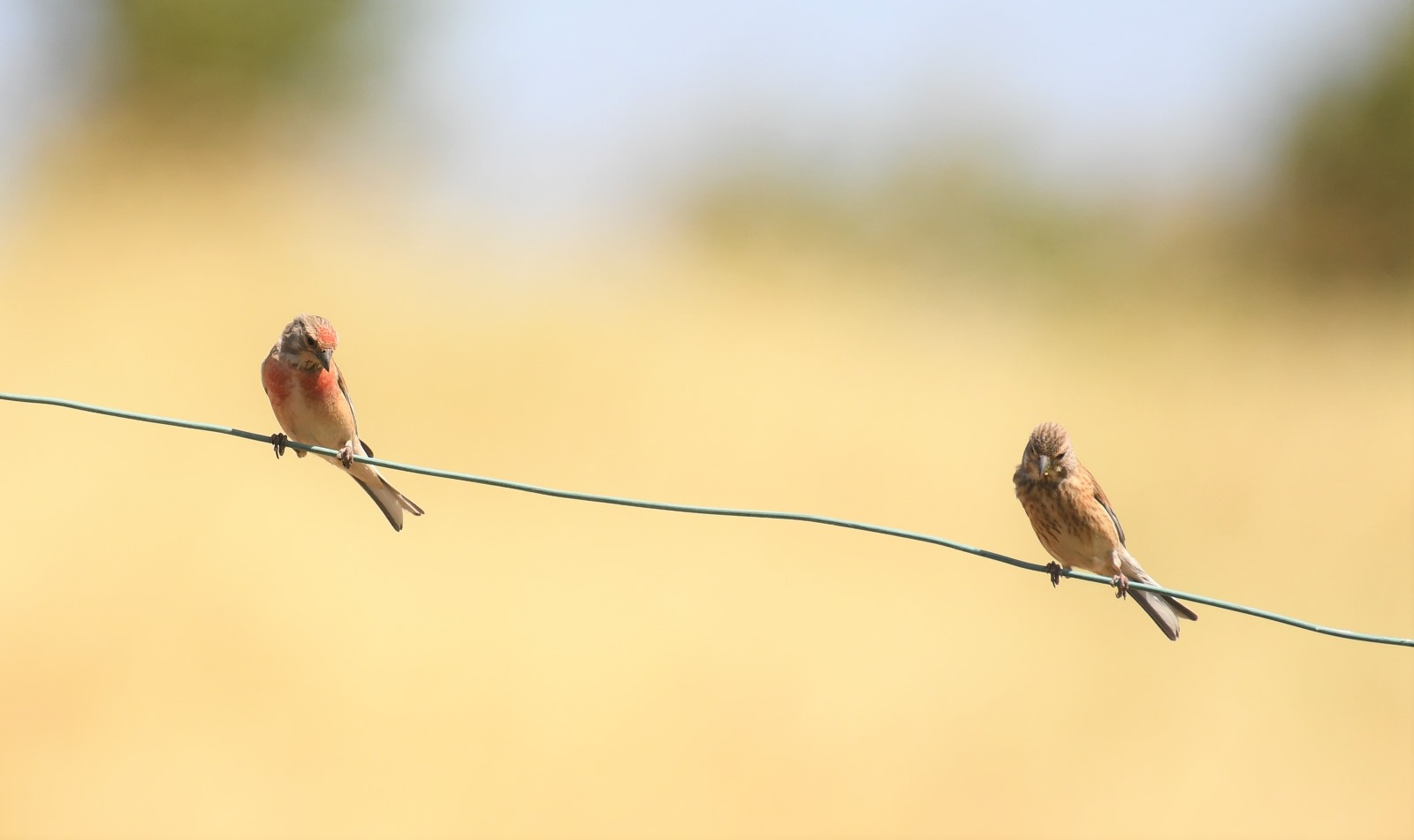 תפוחית. צילום: סטפן קוסטנבוים