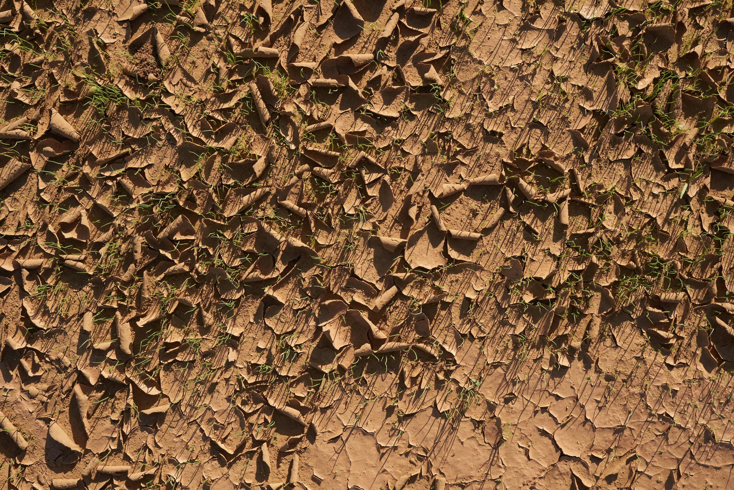 אדמה יבשה. צילום: Unsplash