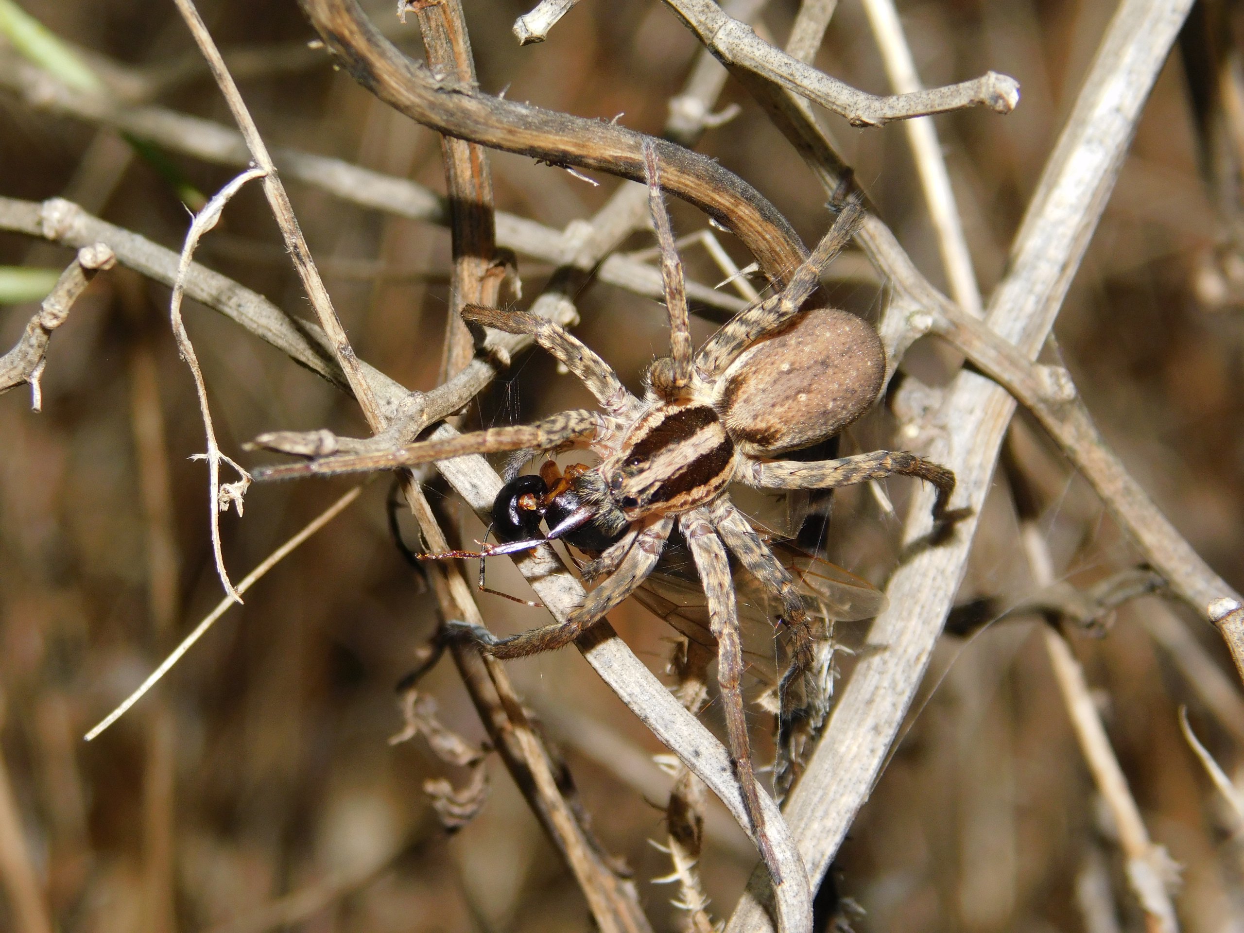 הוגנה מצויה אוכלת מלכת נמלים. צילום: ד"ר איגור ארמיאץ שטיינפרס.