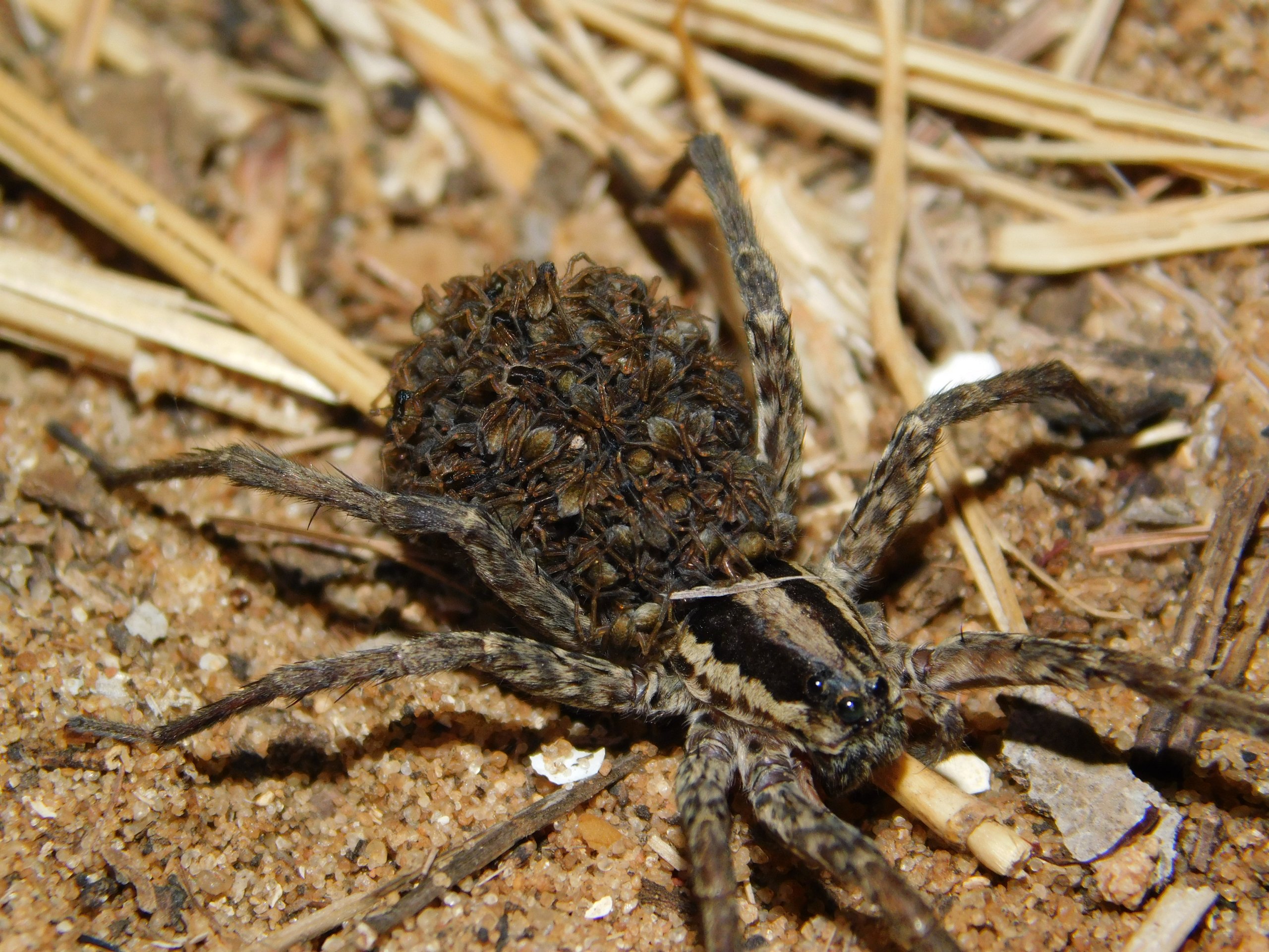 הוגנה מצויה עם עכבישים צעירים על הגב. צילום: ד"ר איגור ארמיאץ שטיינפרס.