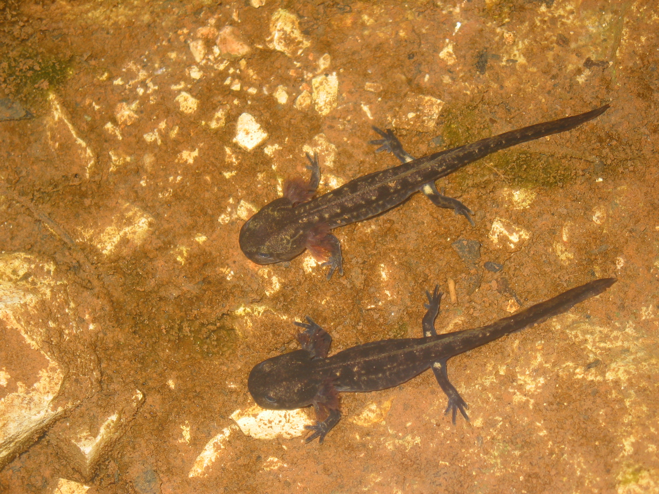 סלמנדה. צילום: יפתח סיני