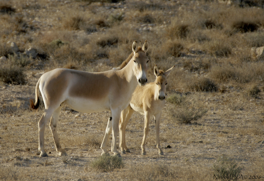 פראים. צילום: נמרוד בן אהרון