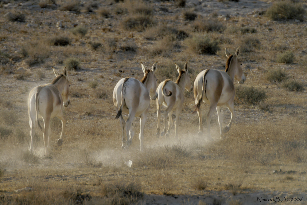 פראים. צילום: נמרוד בן אהרון