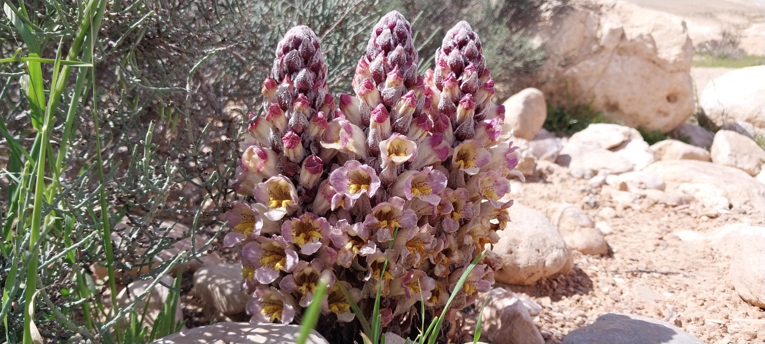 יחנוק מימי בעבדת. צילום: ד"ר בן נתן